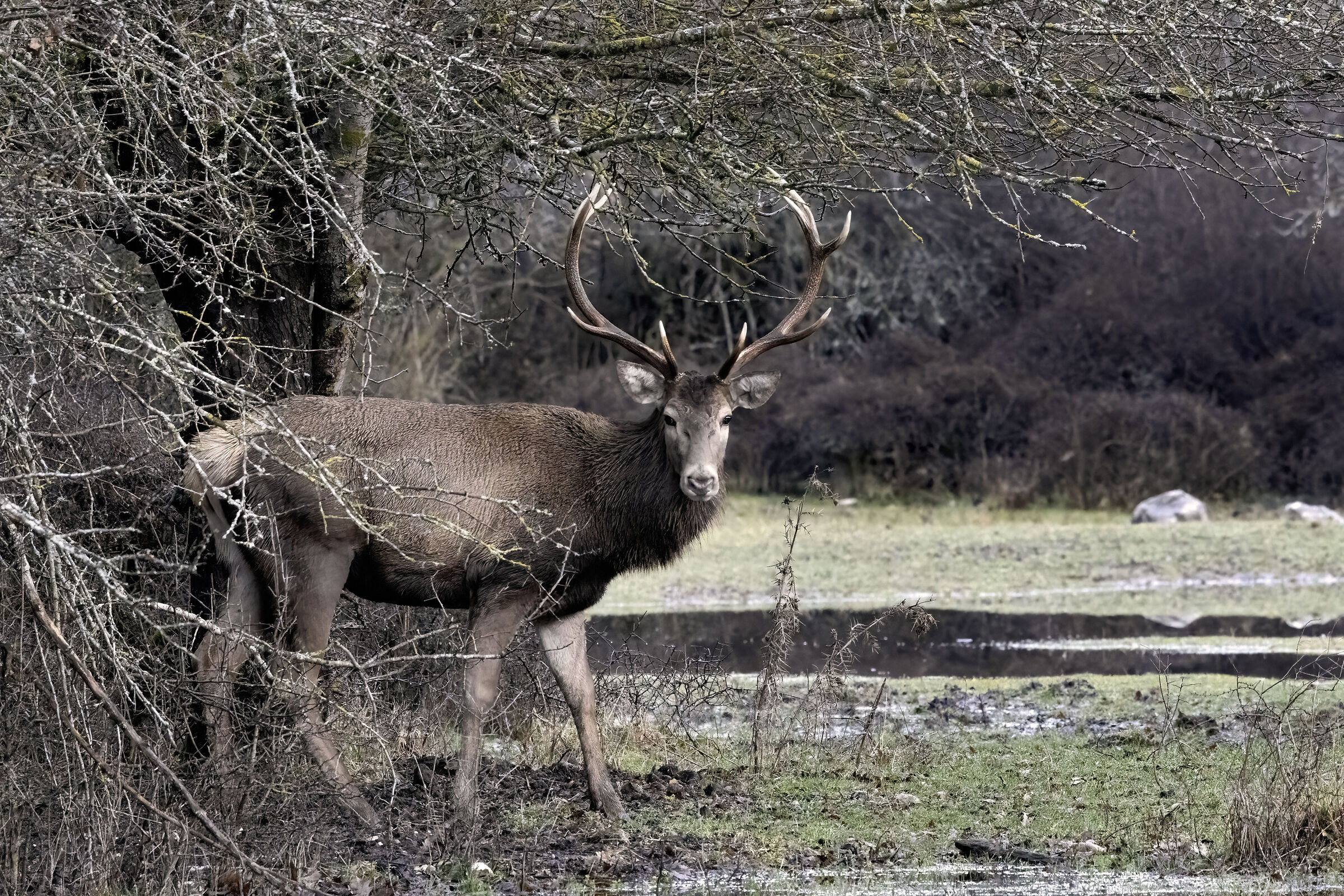 Male deer
