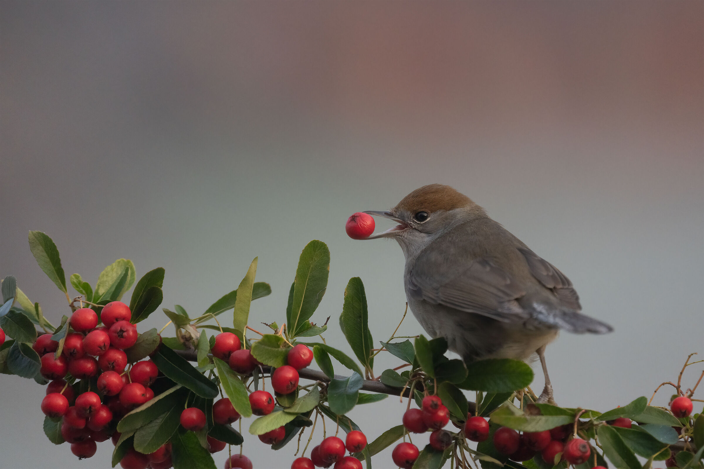 Female blackcap "with prey"