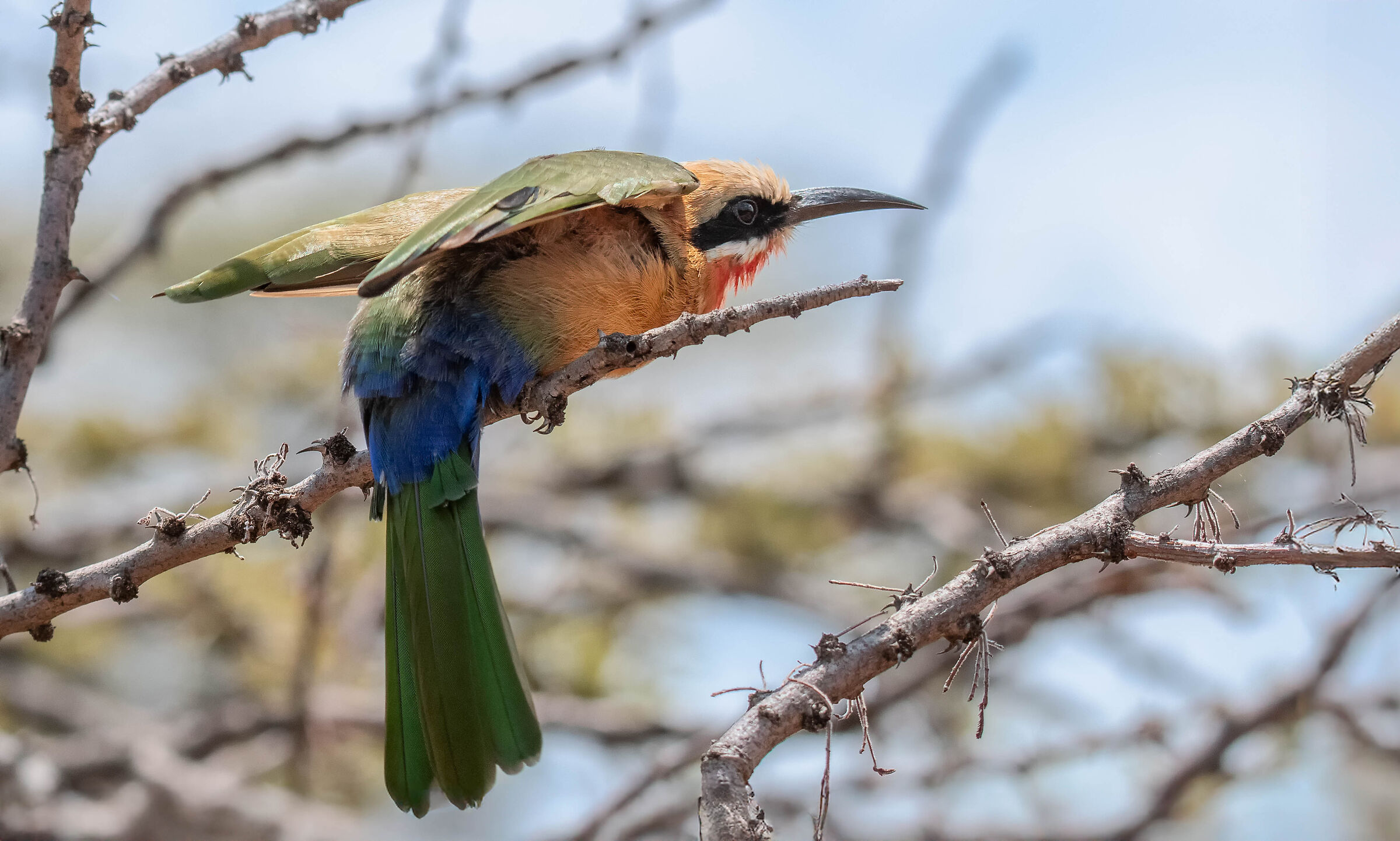 White-fronted bee-eater