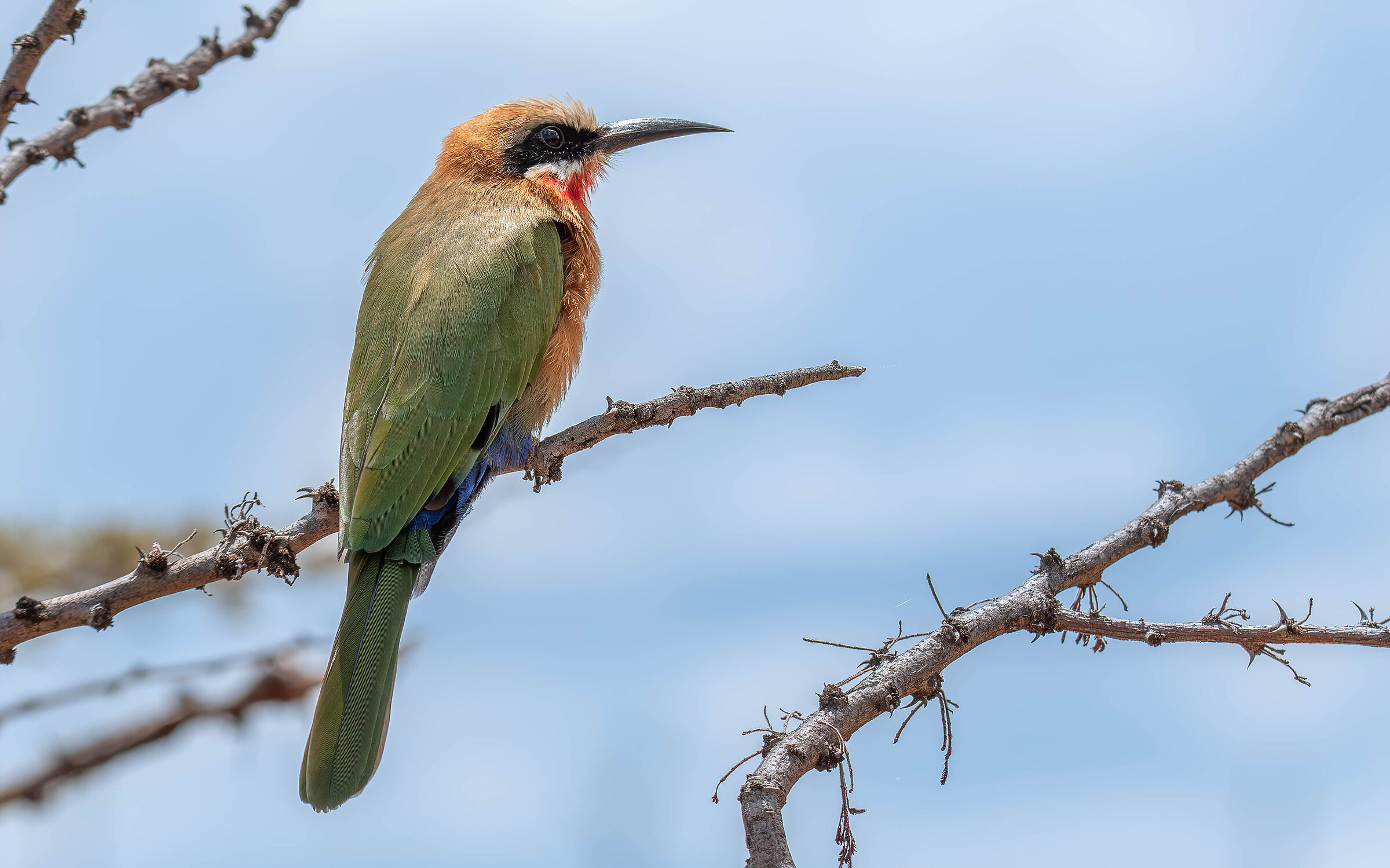White-fronted bee-eater