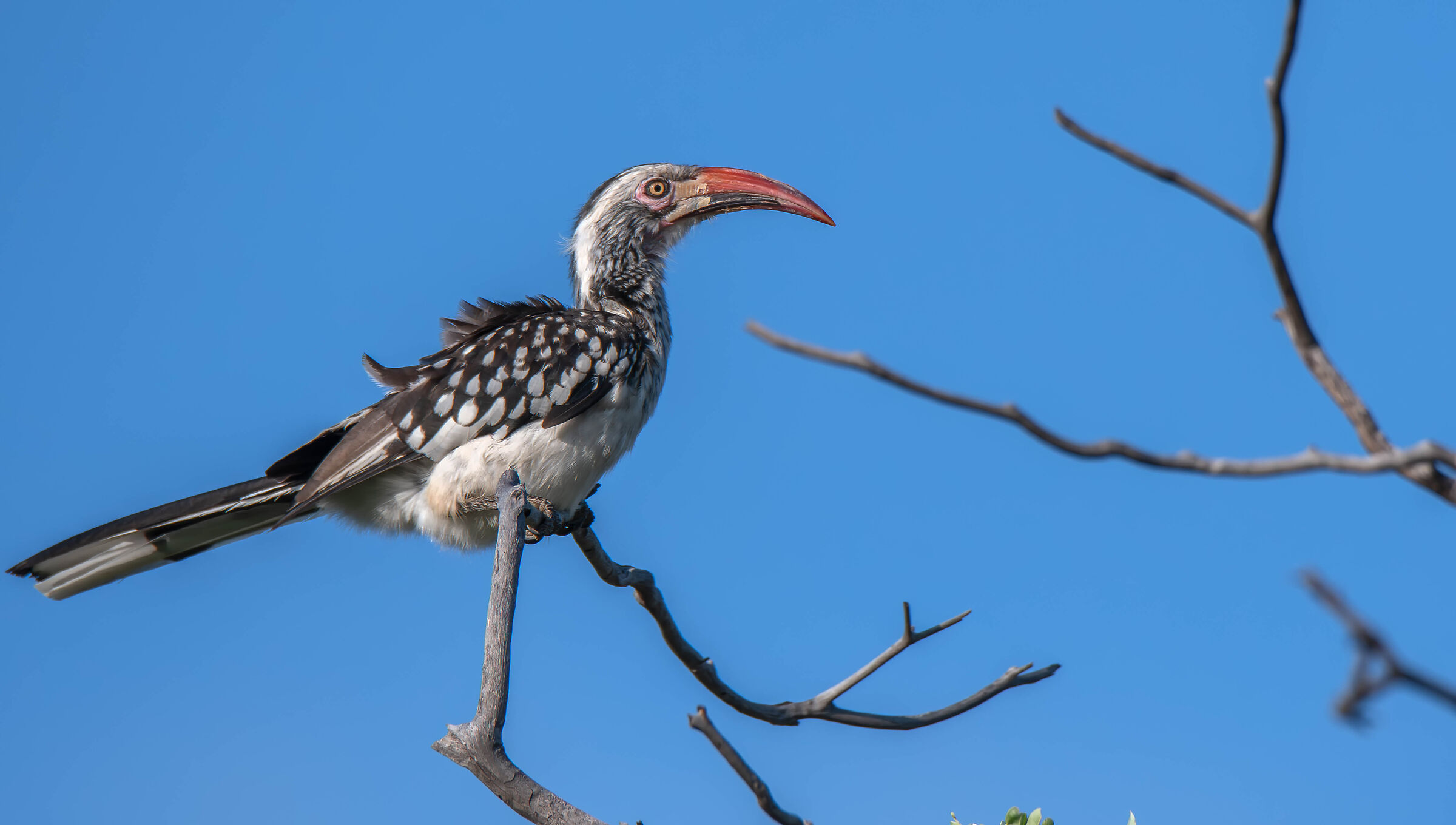 Red-billed hornbill