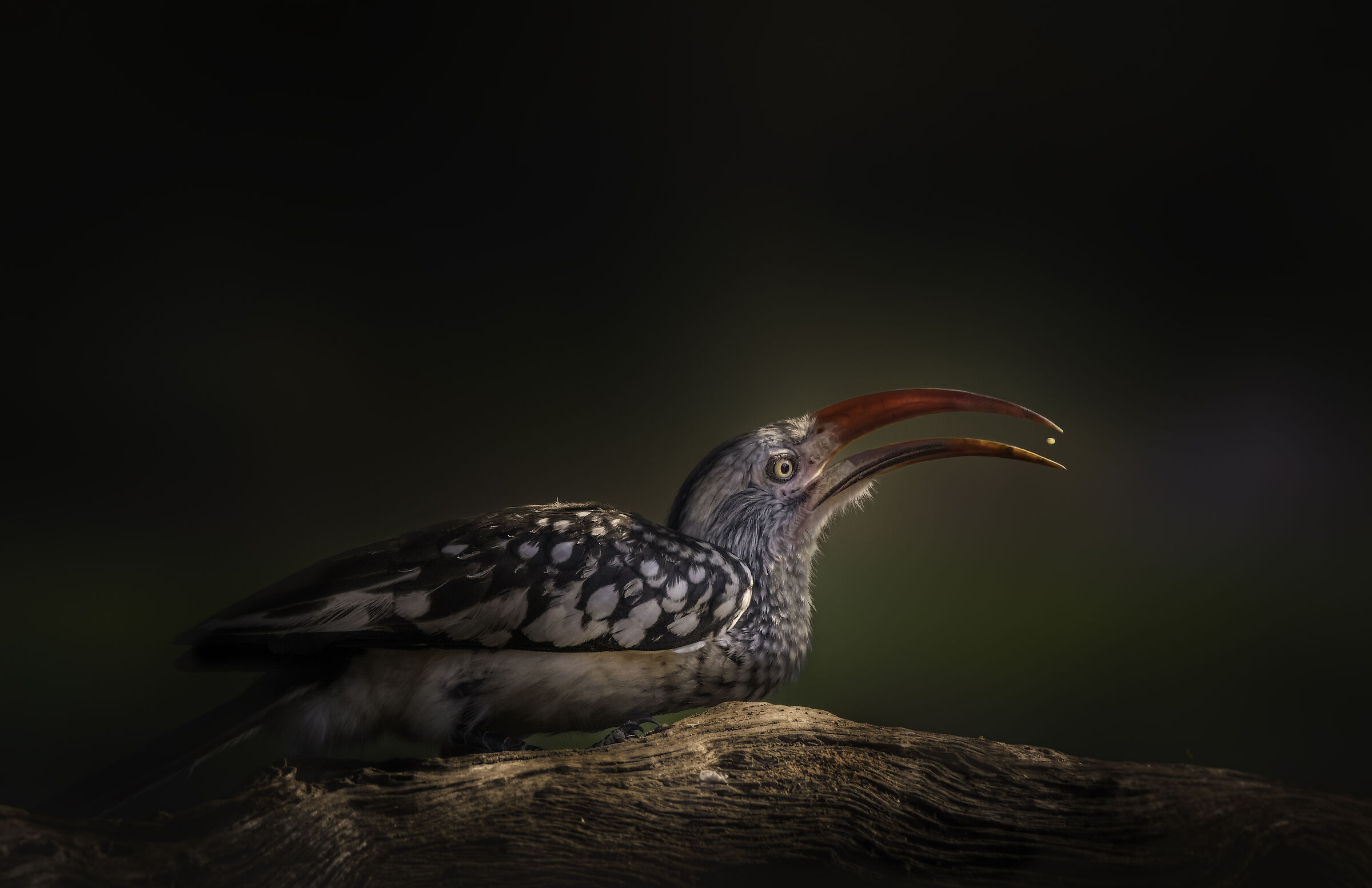 Red-billed hornbill