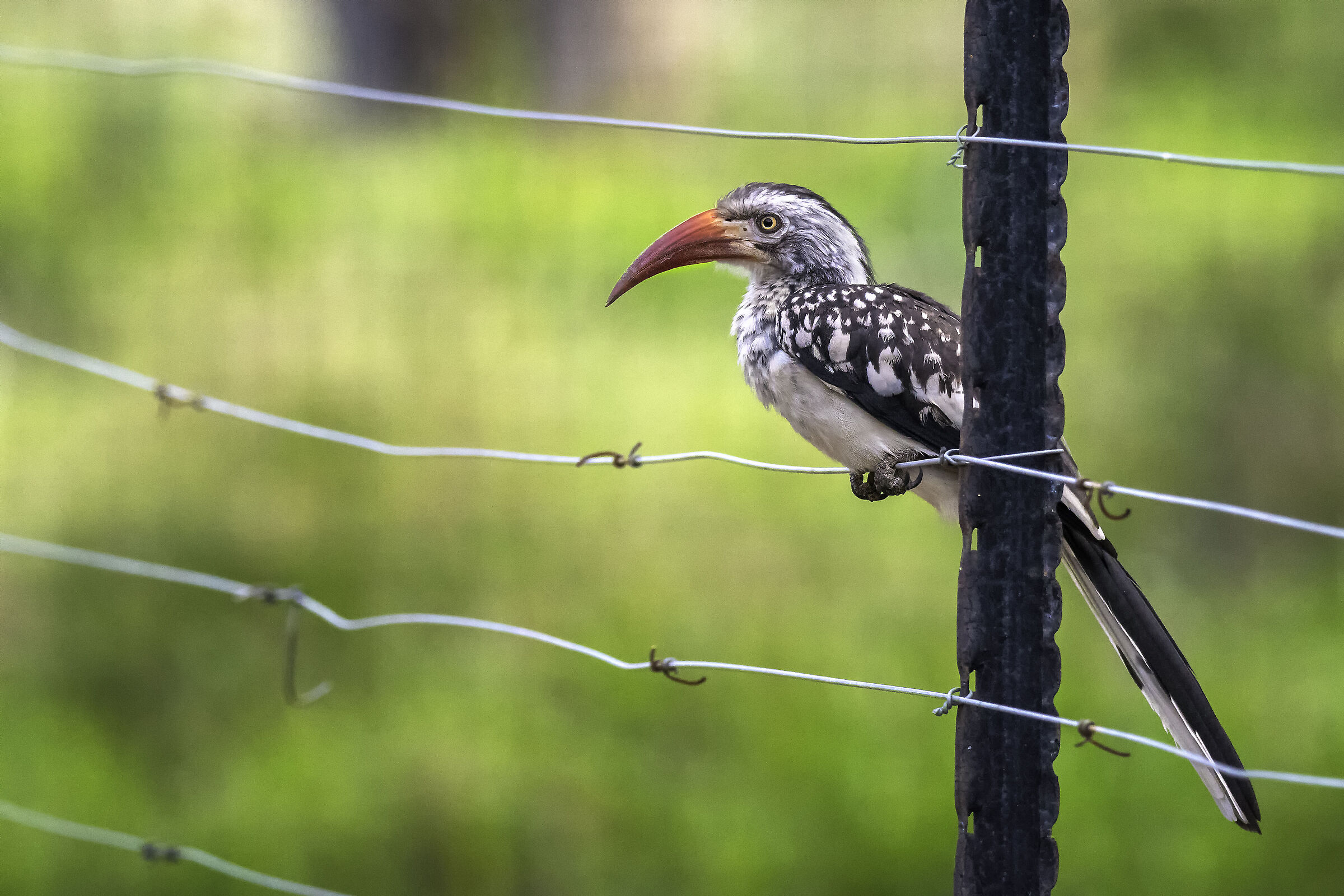 Red-billed hornbill