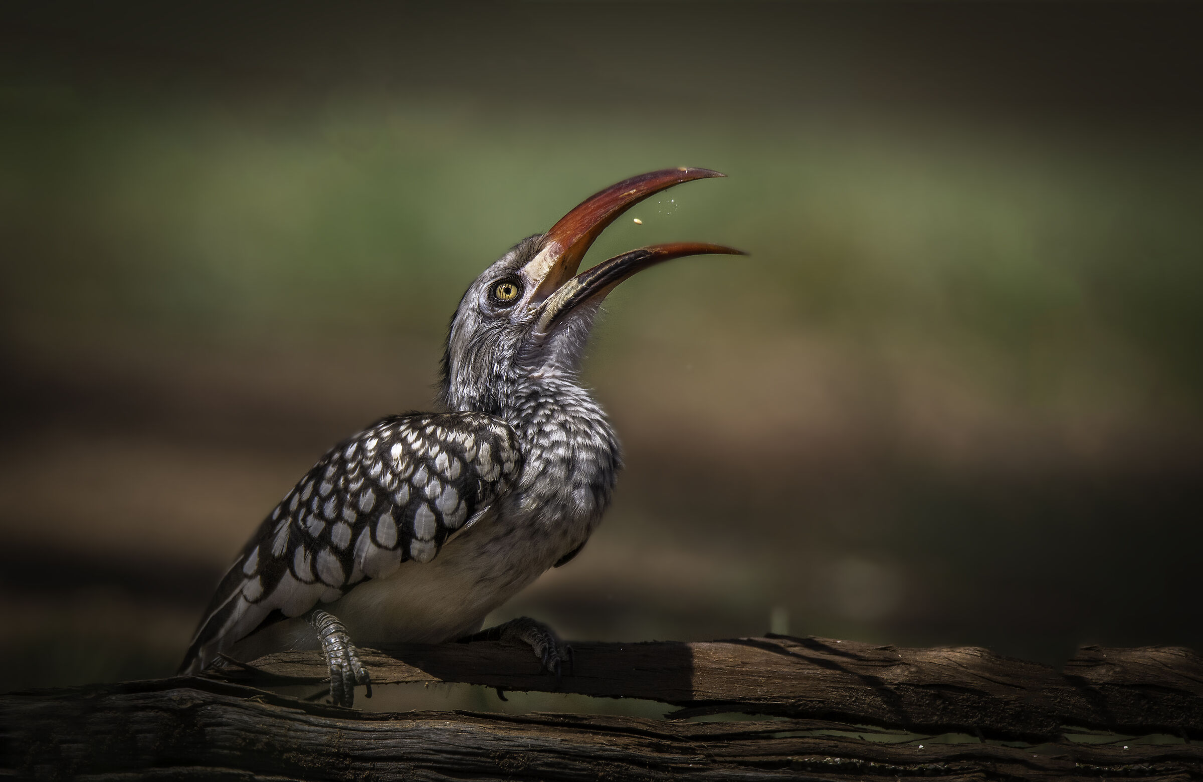 Red-billed hornbill