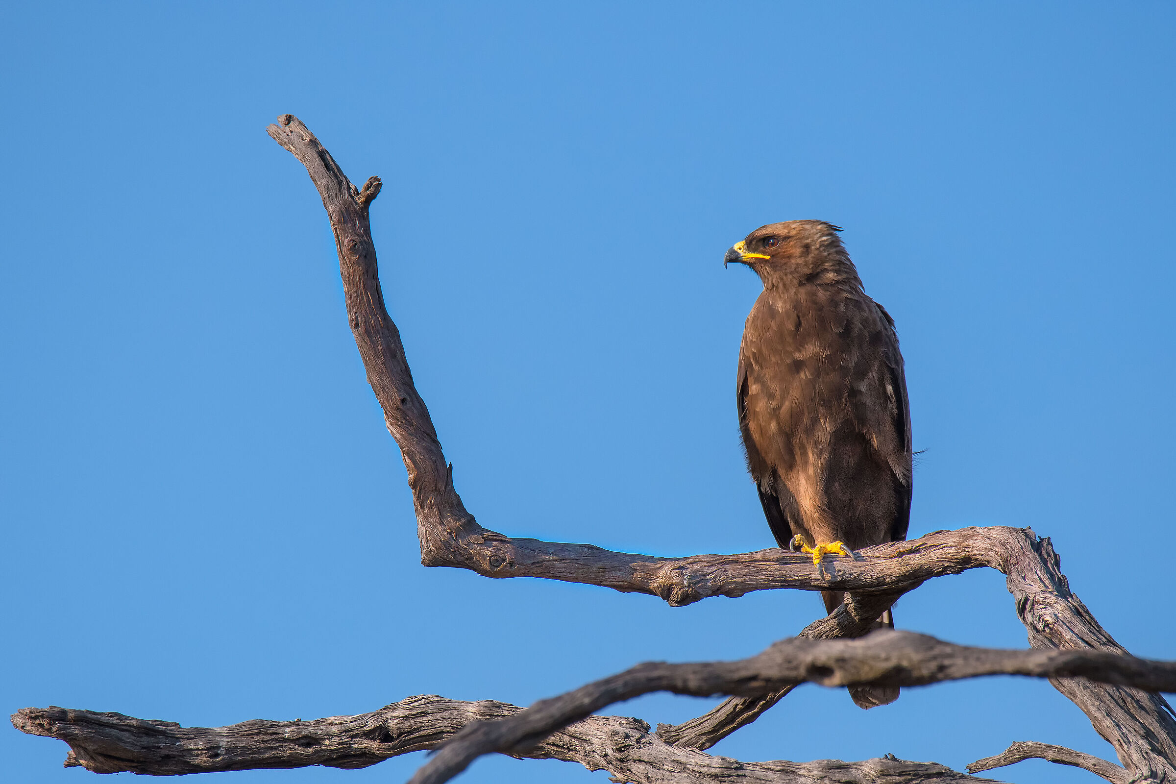 Black Kite