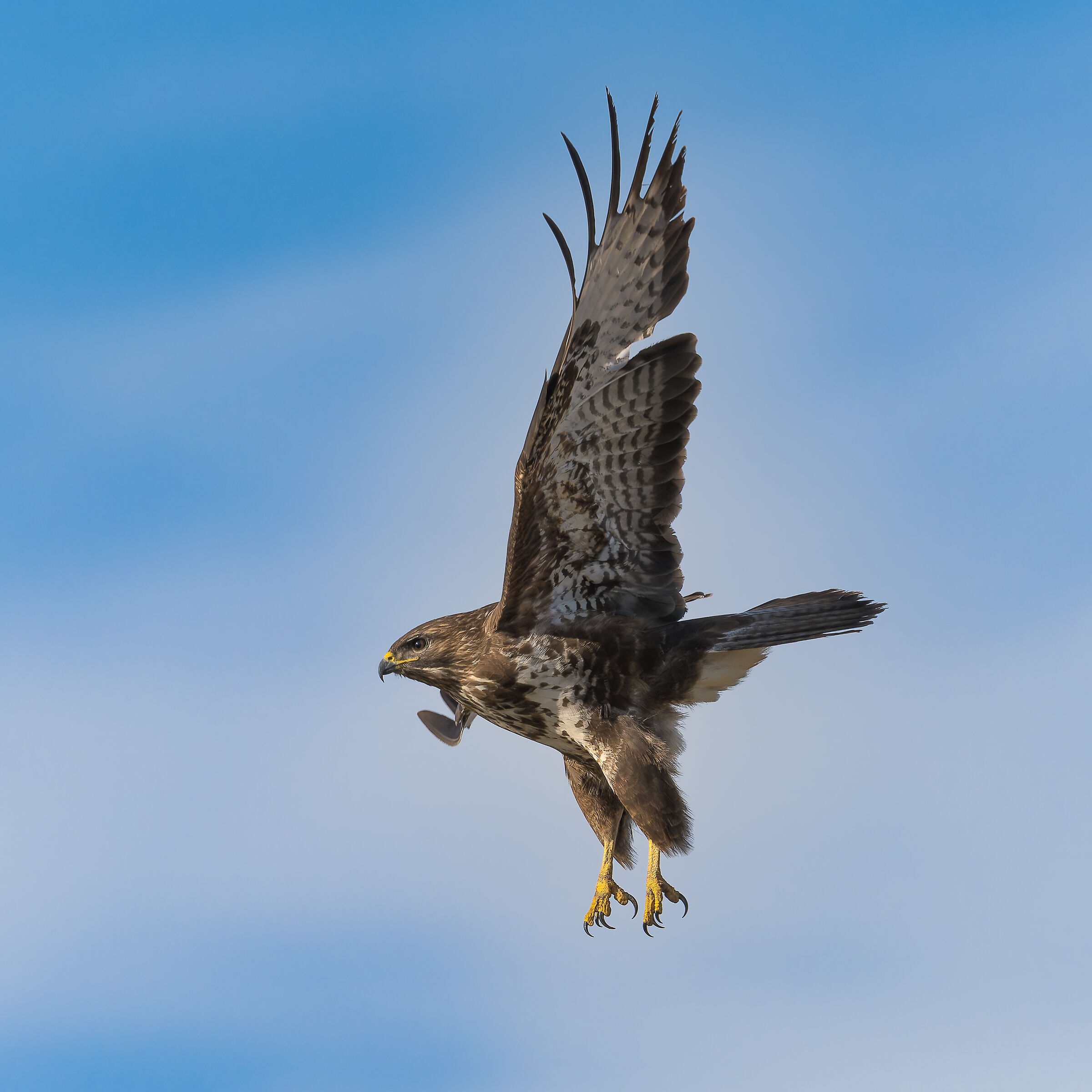 Poiana - Buteo buteo