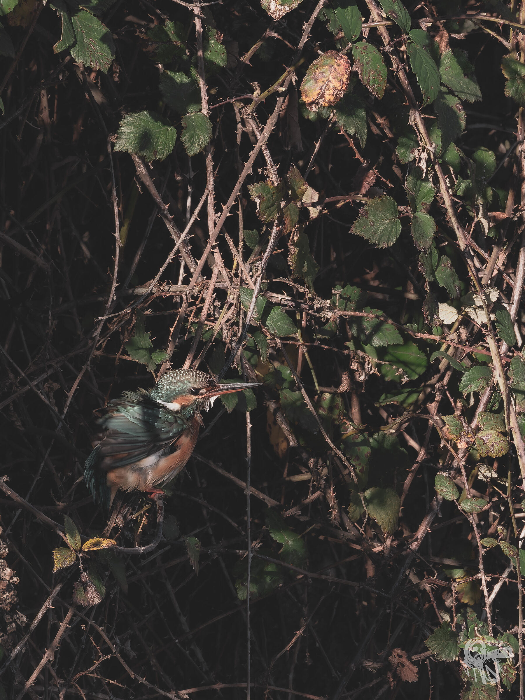 Kingfisher