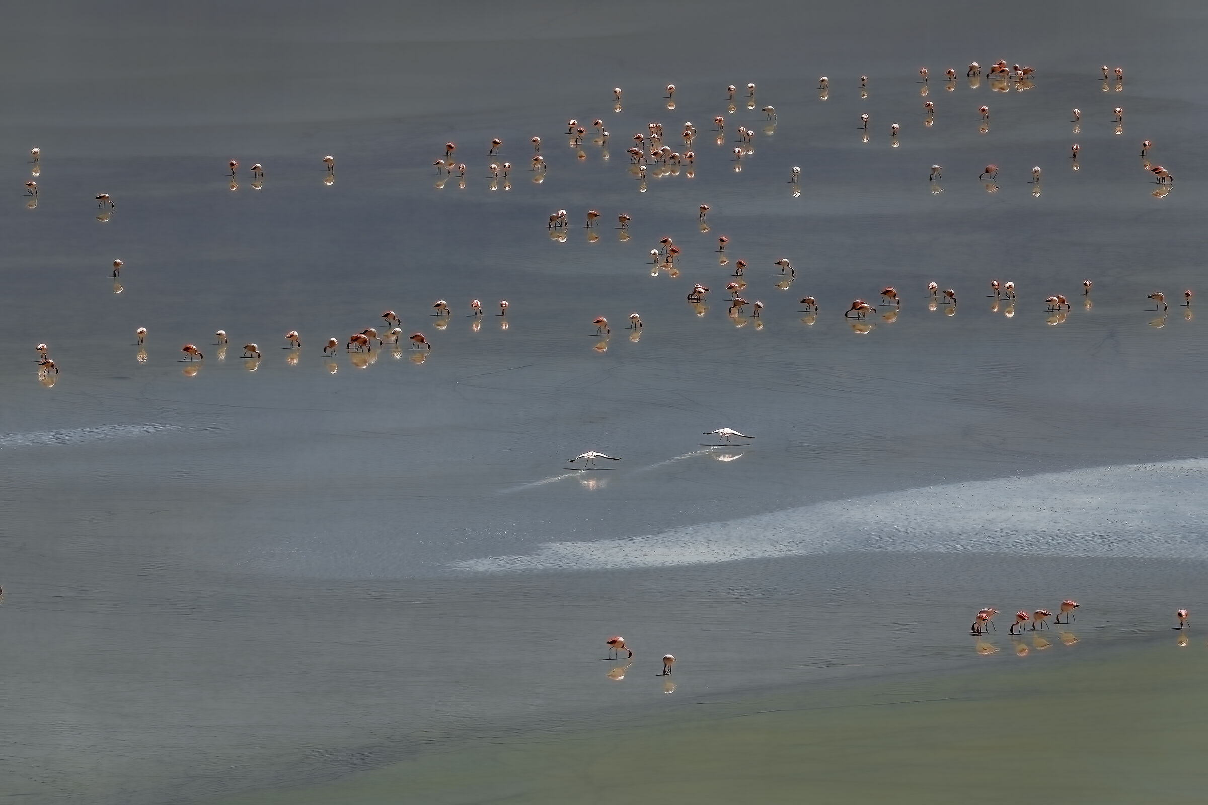 Flamingos