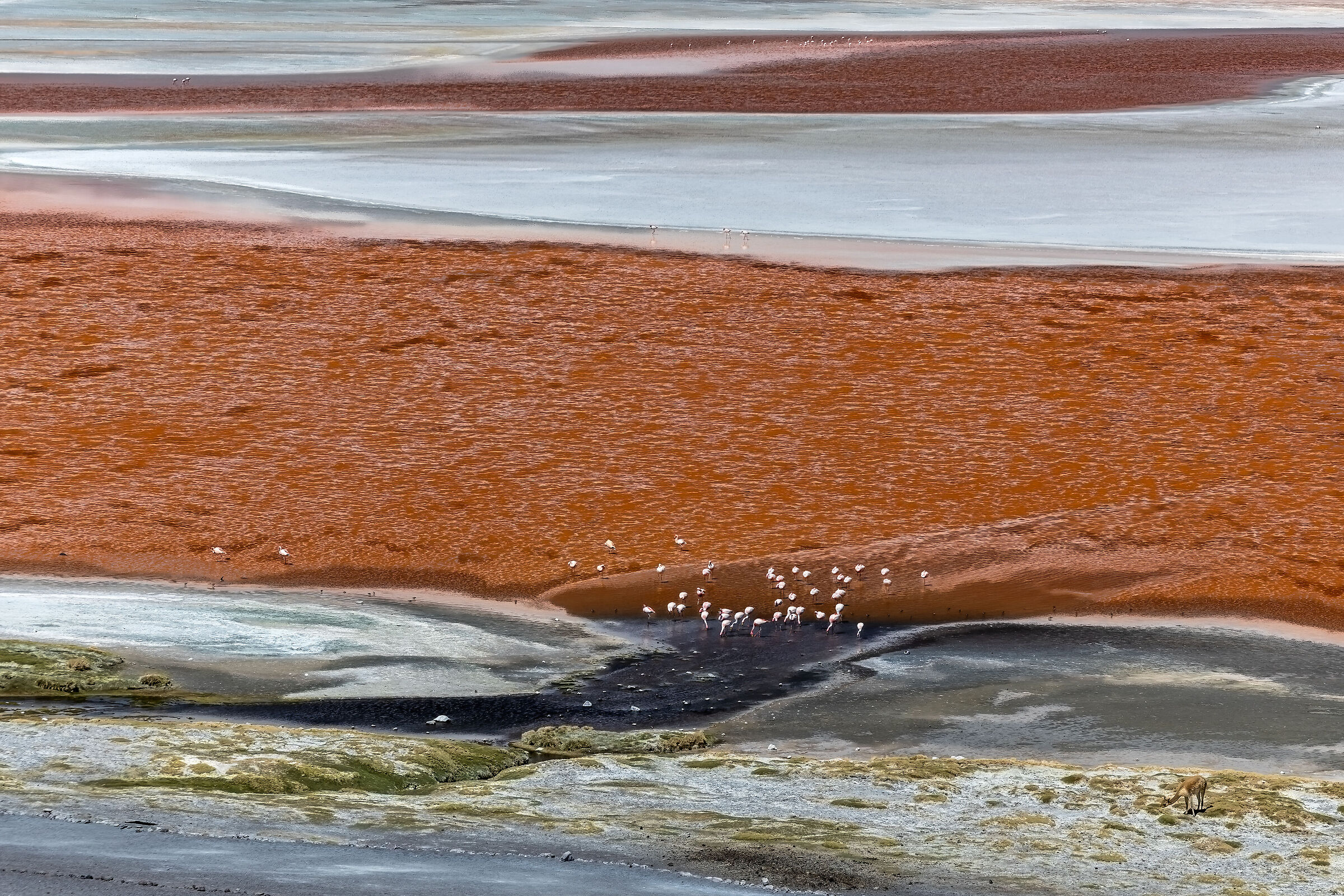 Laguna colorada Bolivia 2