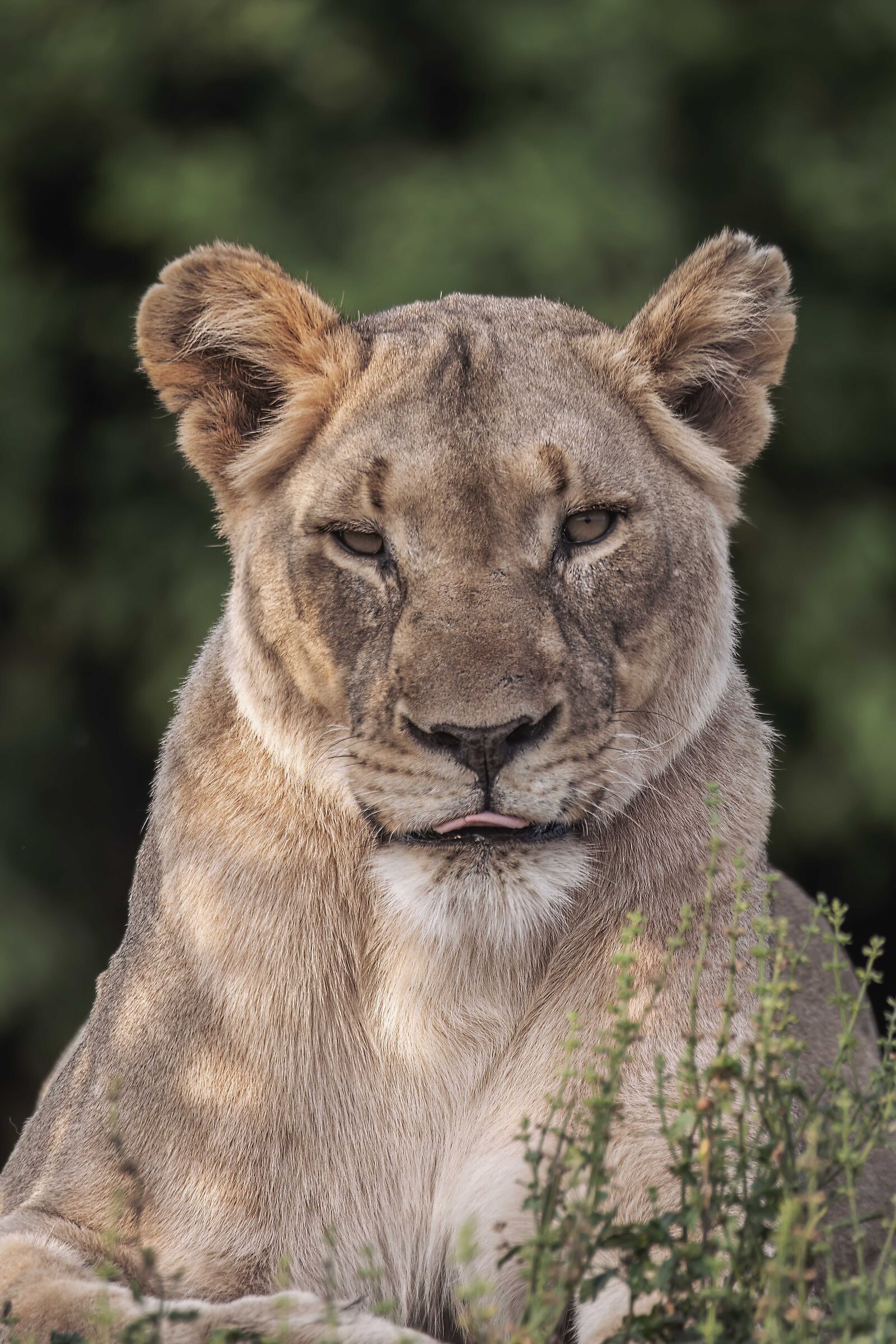 Portrait of a real lady