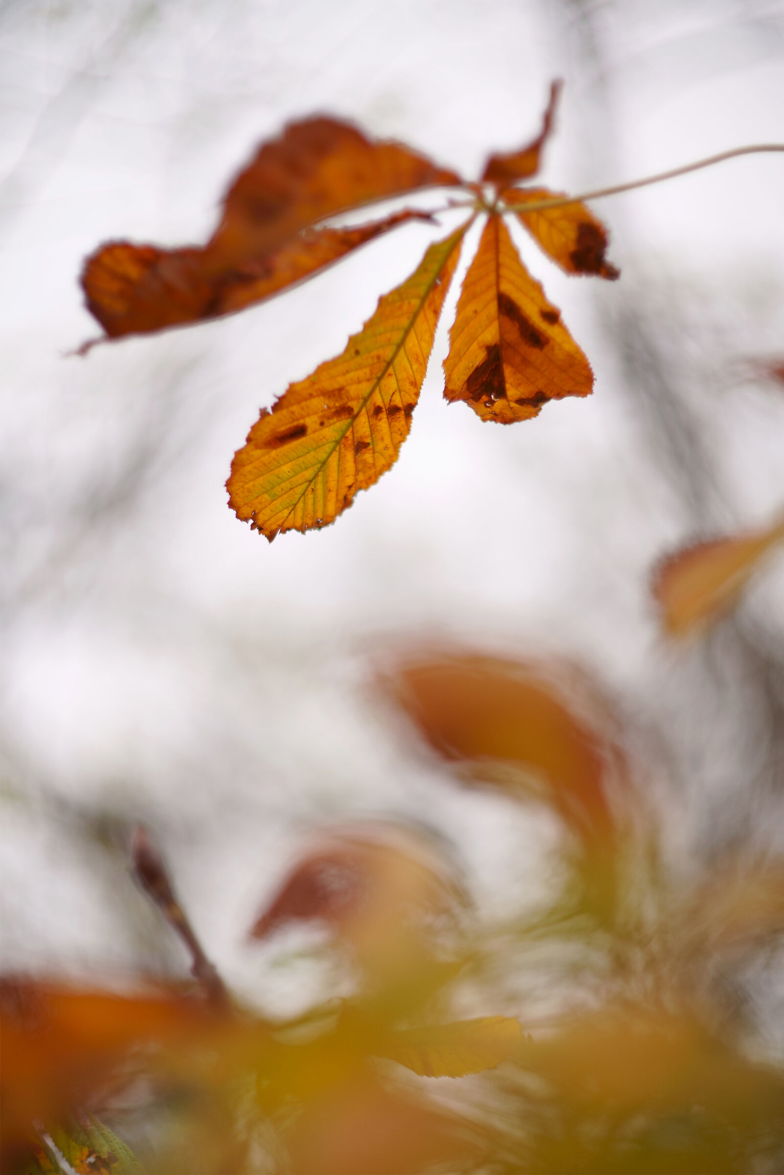 Bokeh 1.