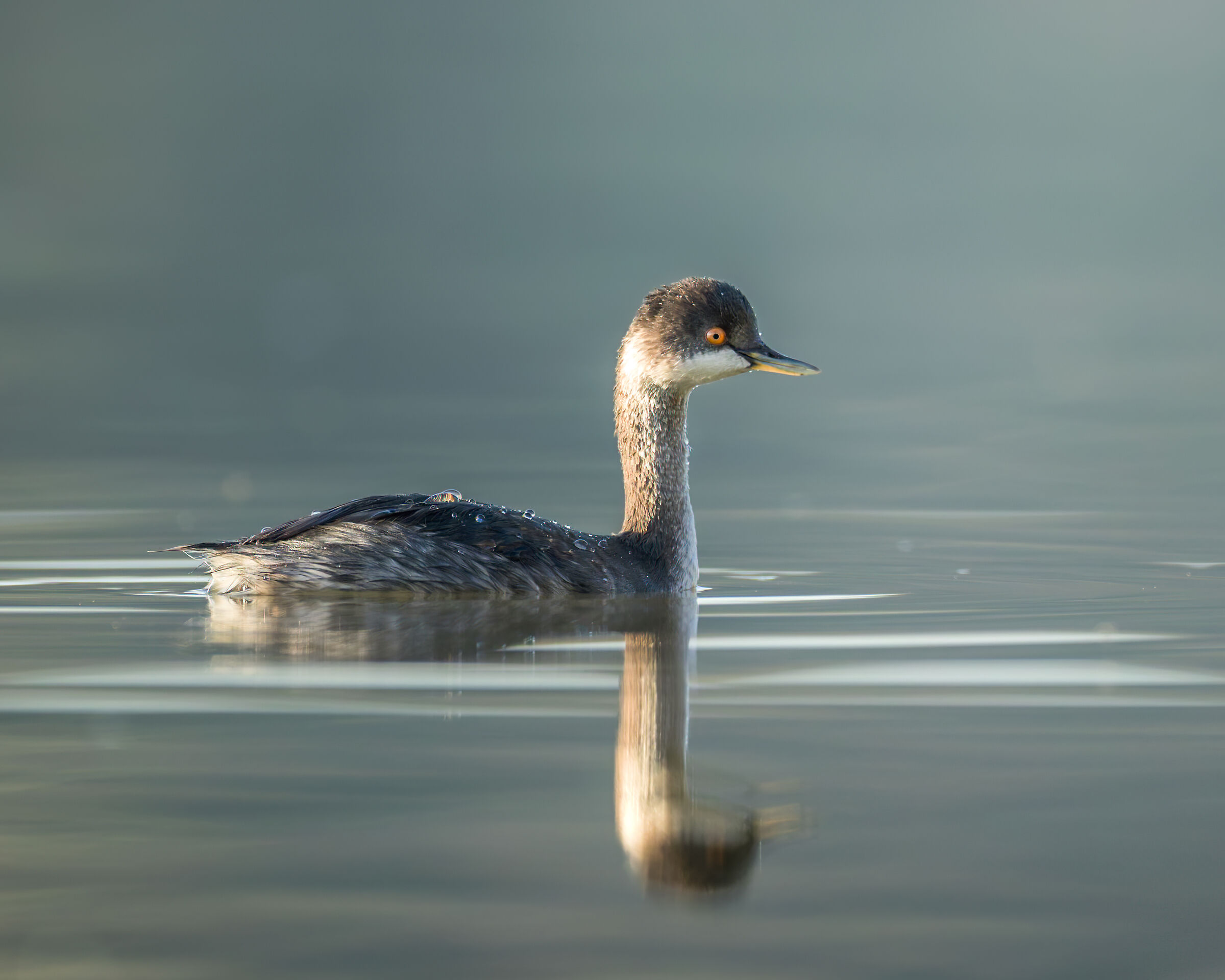 Little grebe