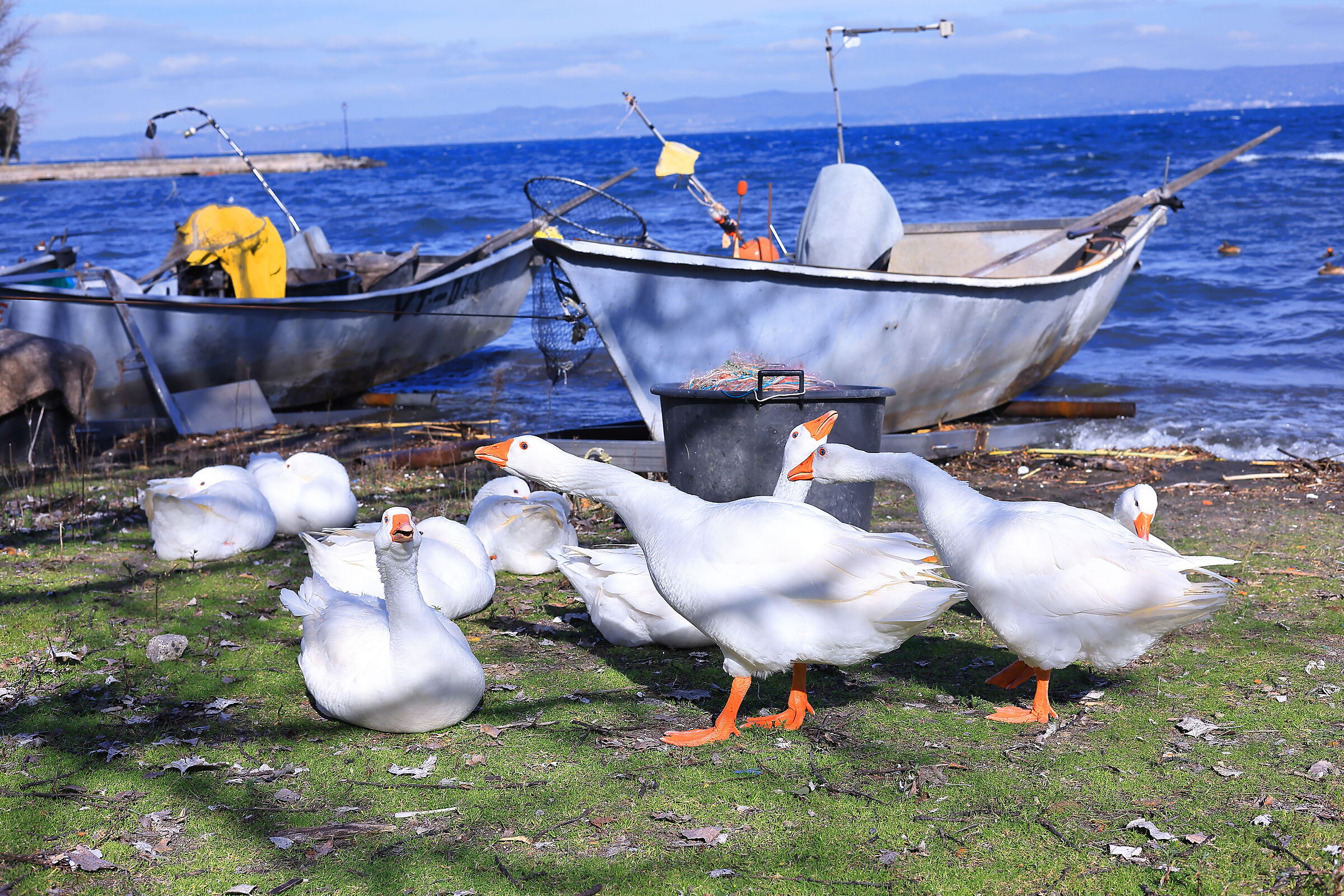 Marta - Lake Bolsena