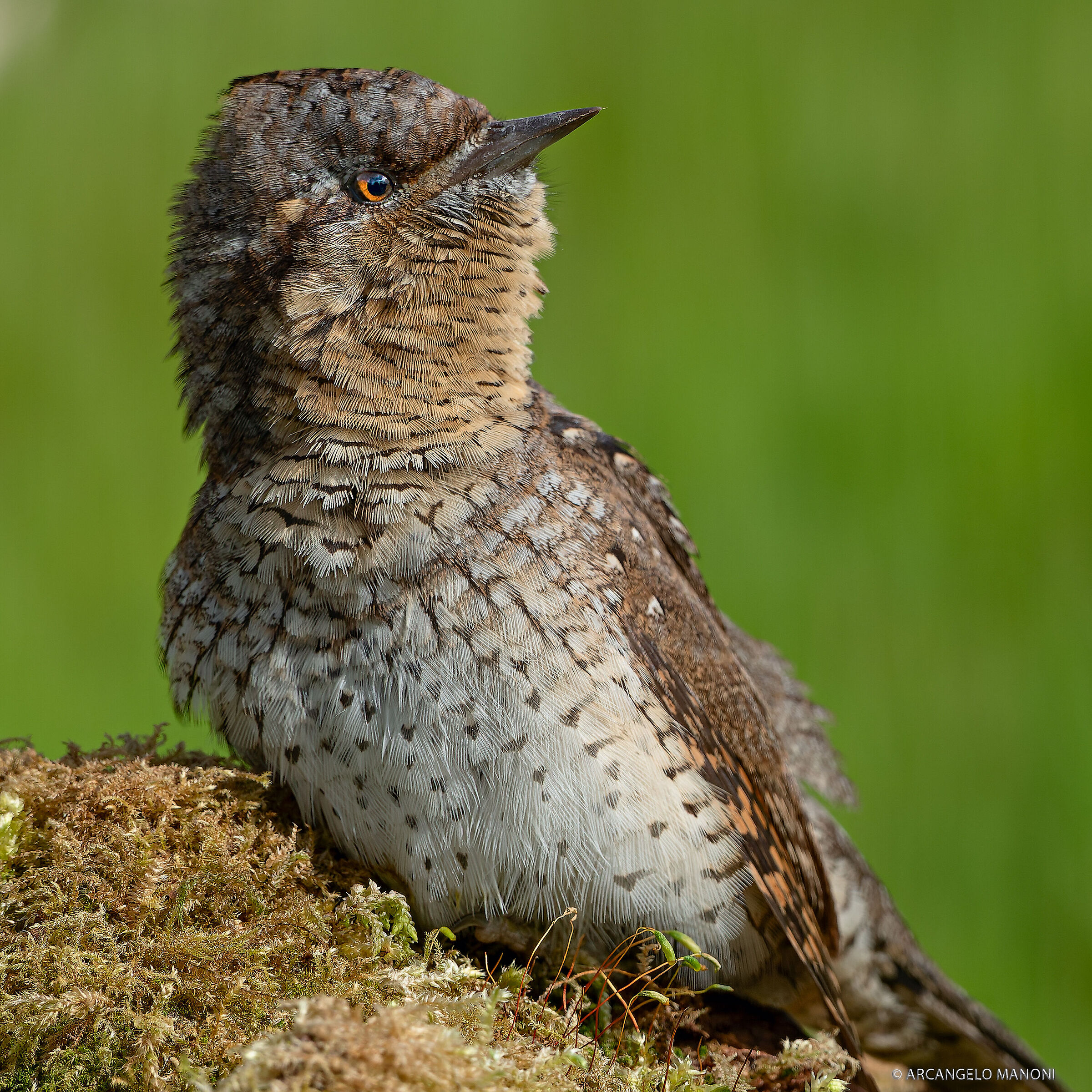 Il torcicollo a riposo