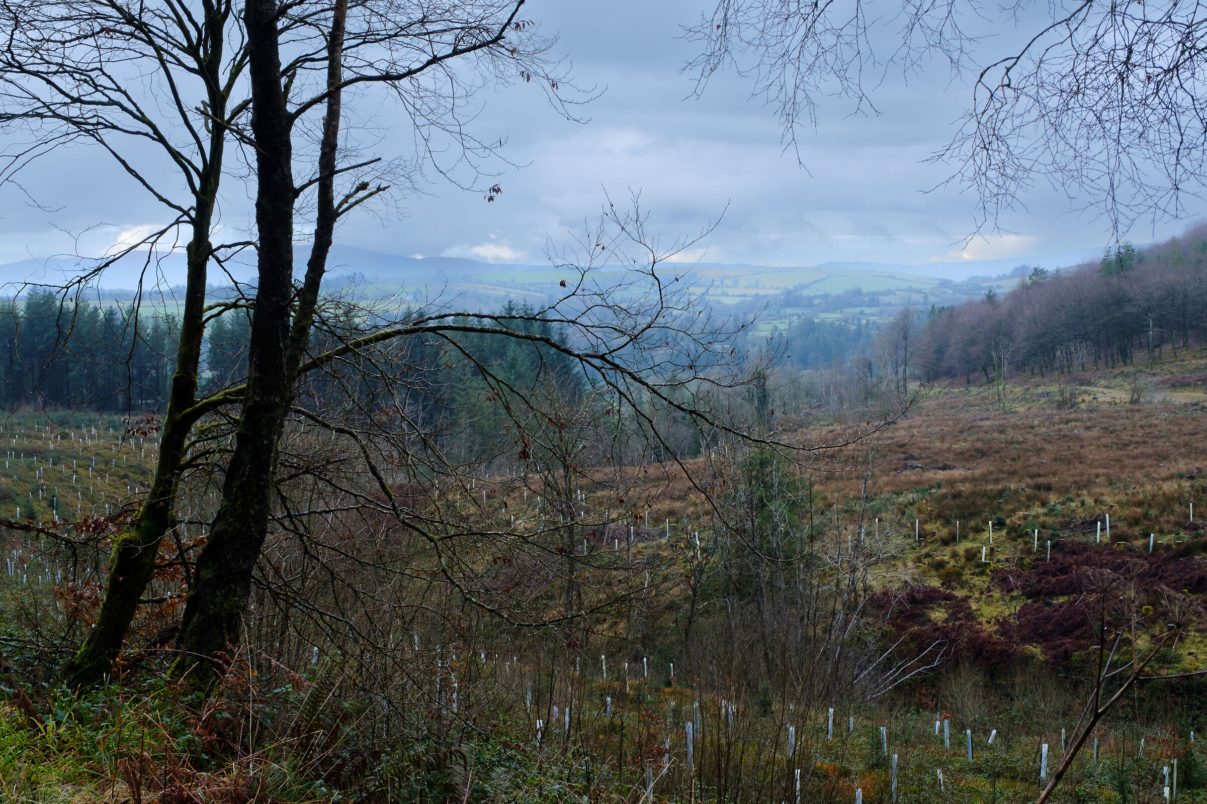 Irish View