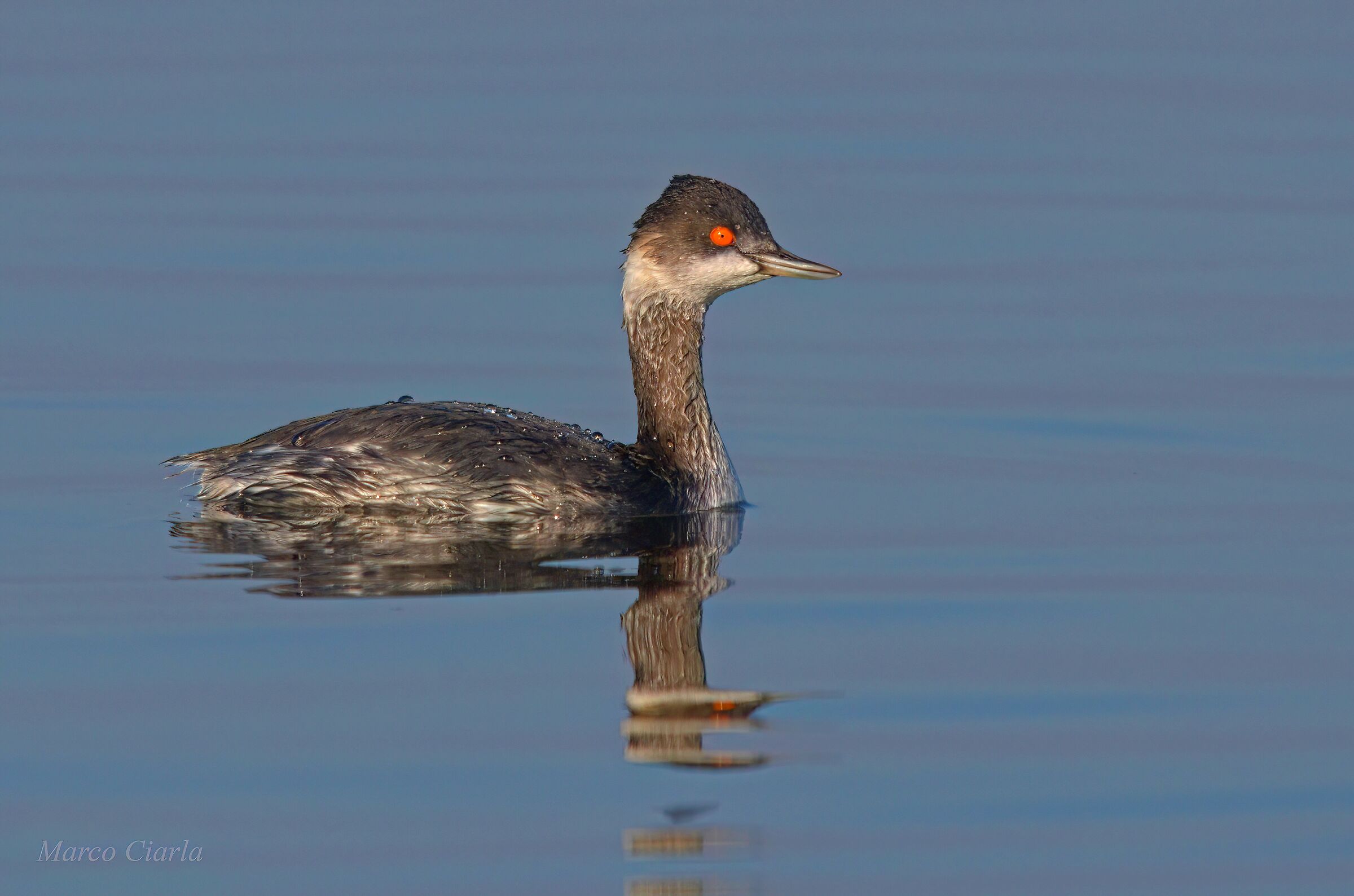 Little Grebe (Podiceps nigricollis)