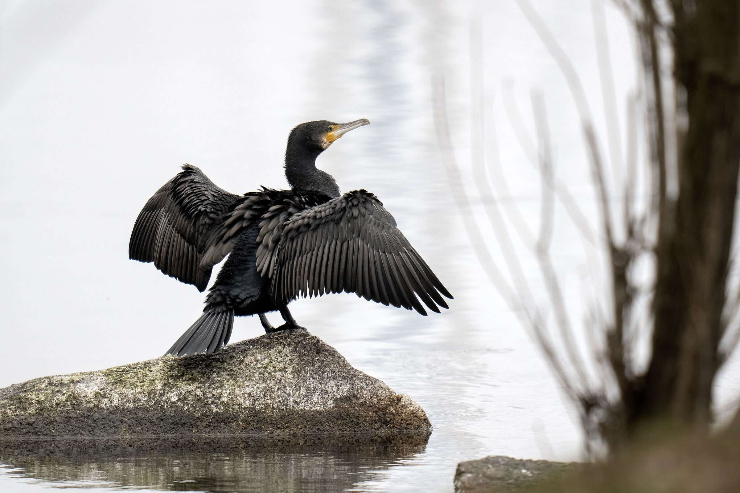 Cormorano