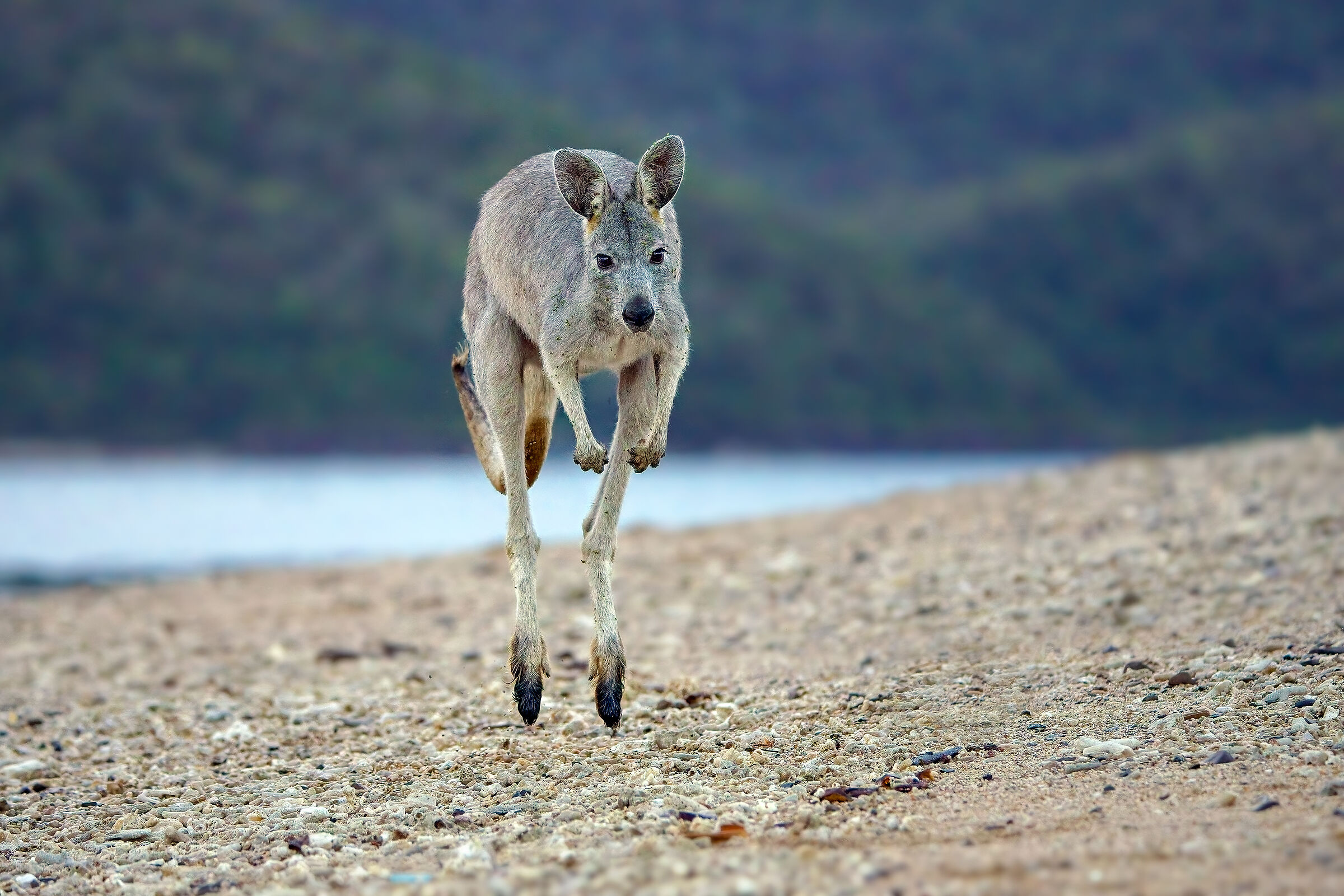 Wallaroo comune (Osphranter robustus)