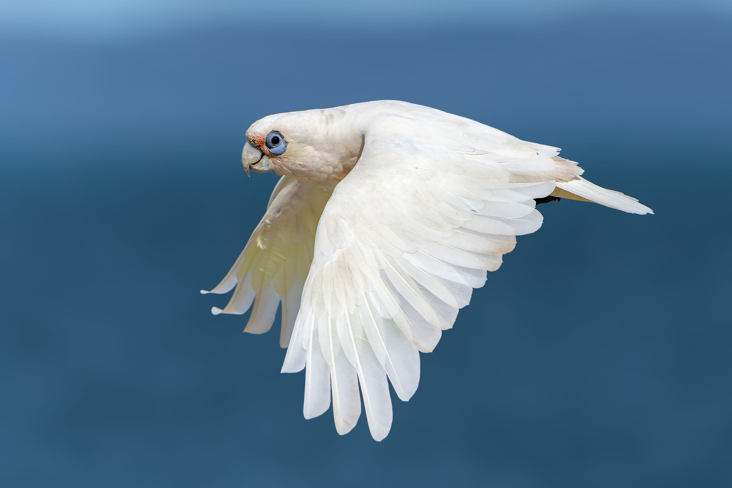 Corella minore - Cacatua sanguinea