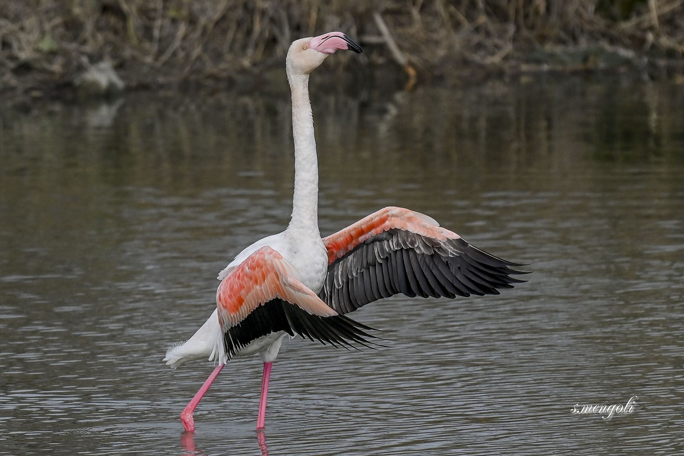 Flamingo