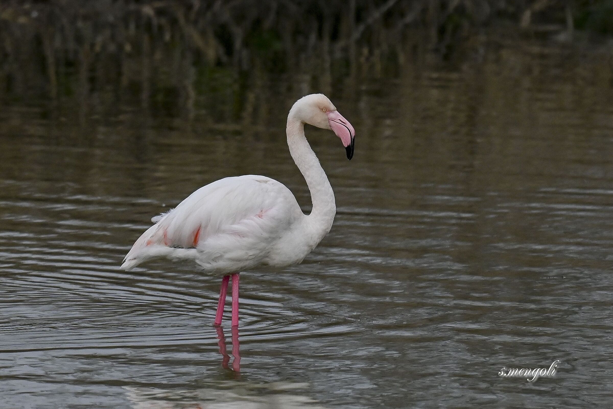 Flamingo