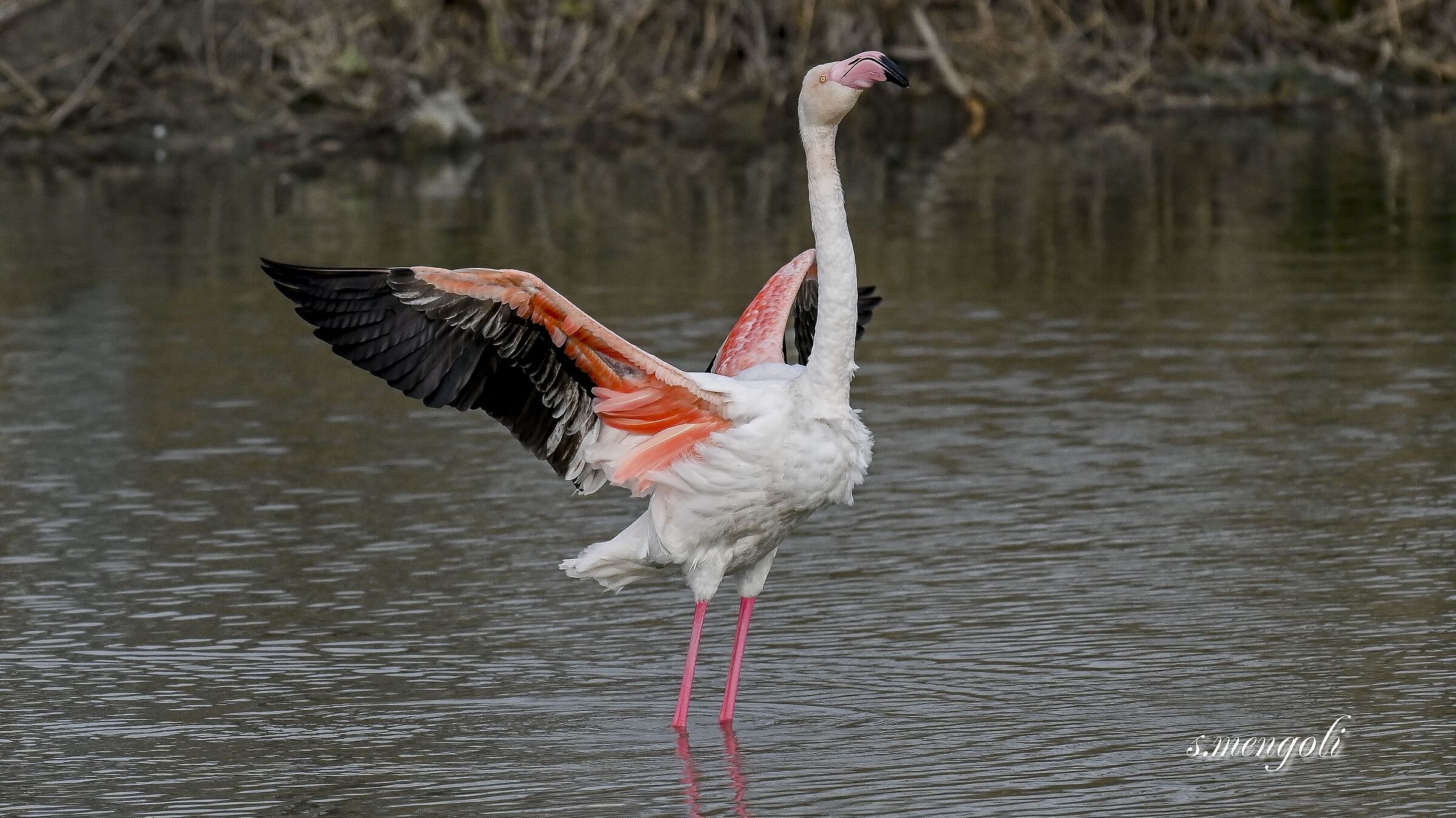 Flamingo
