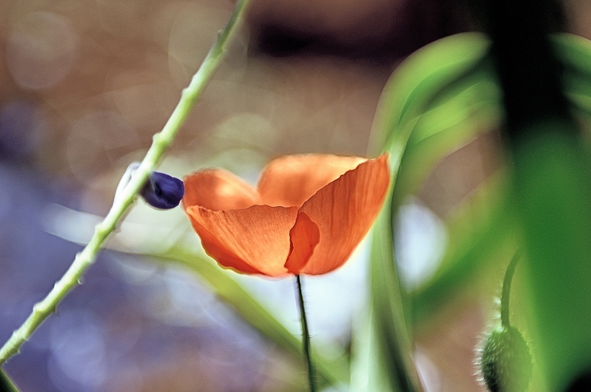 Caressed by the wind ...