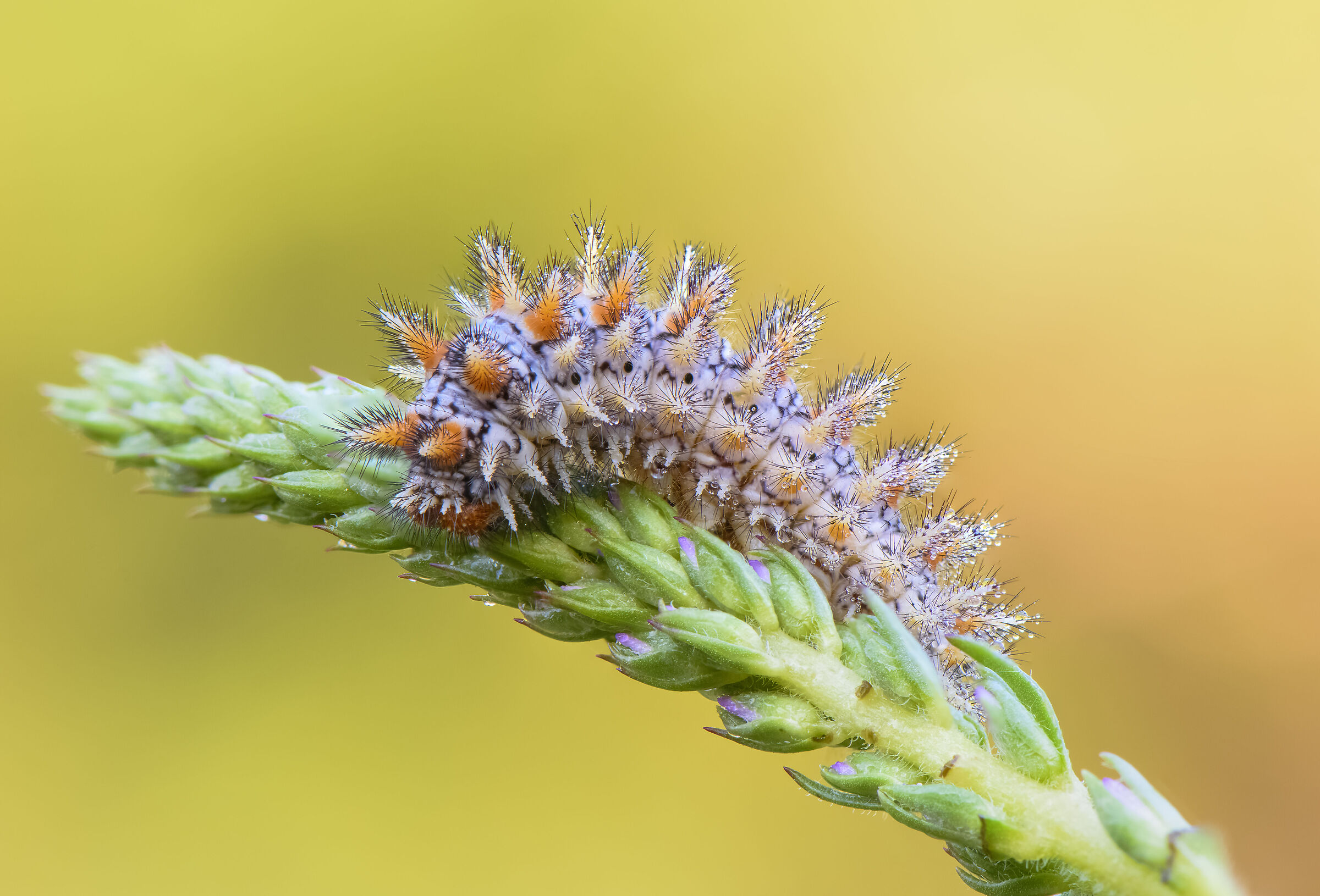 Melitaea didyma