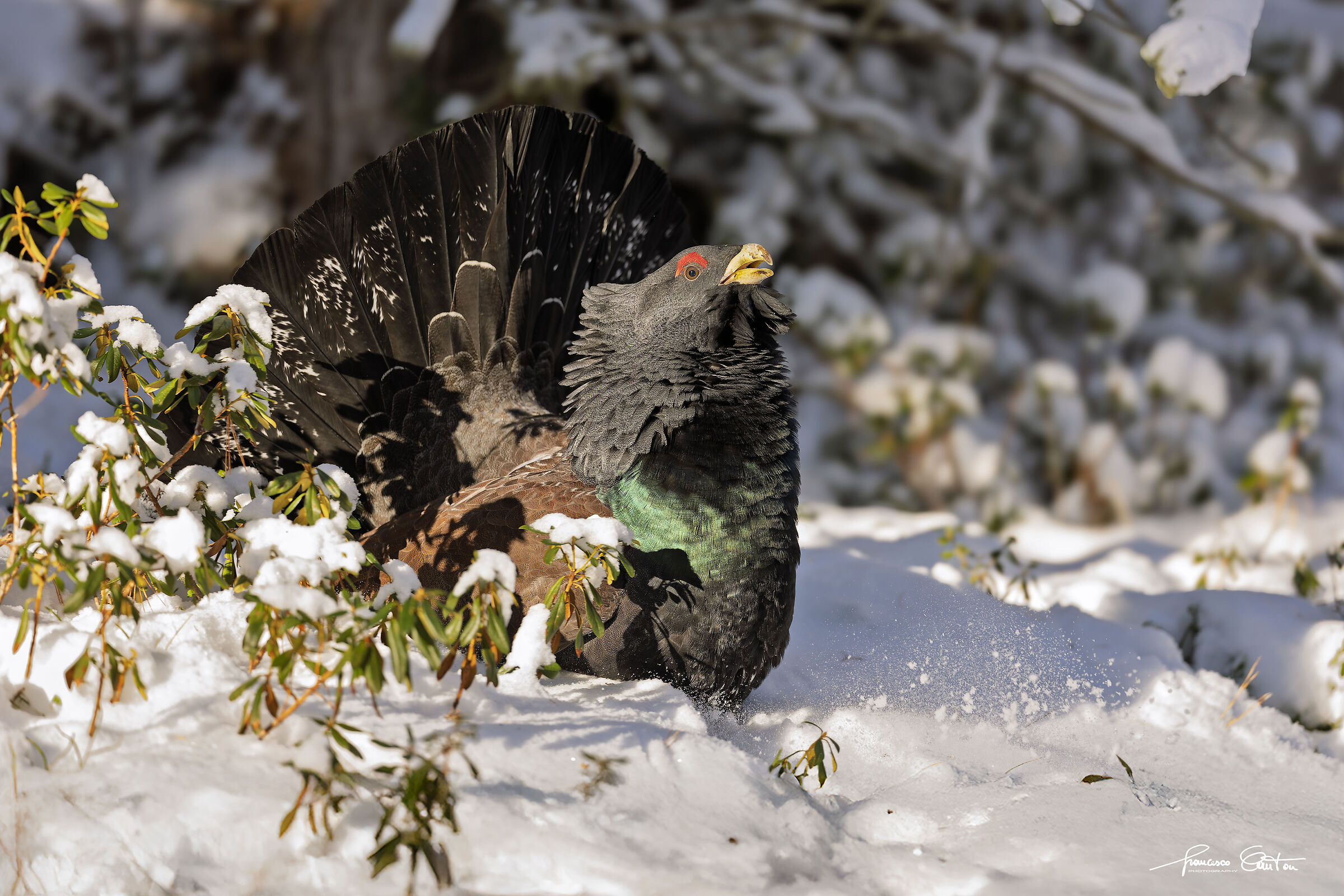 Capercaillie