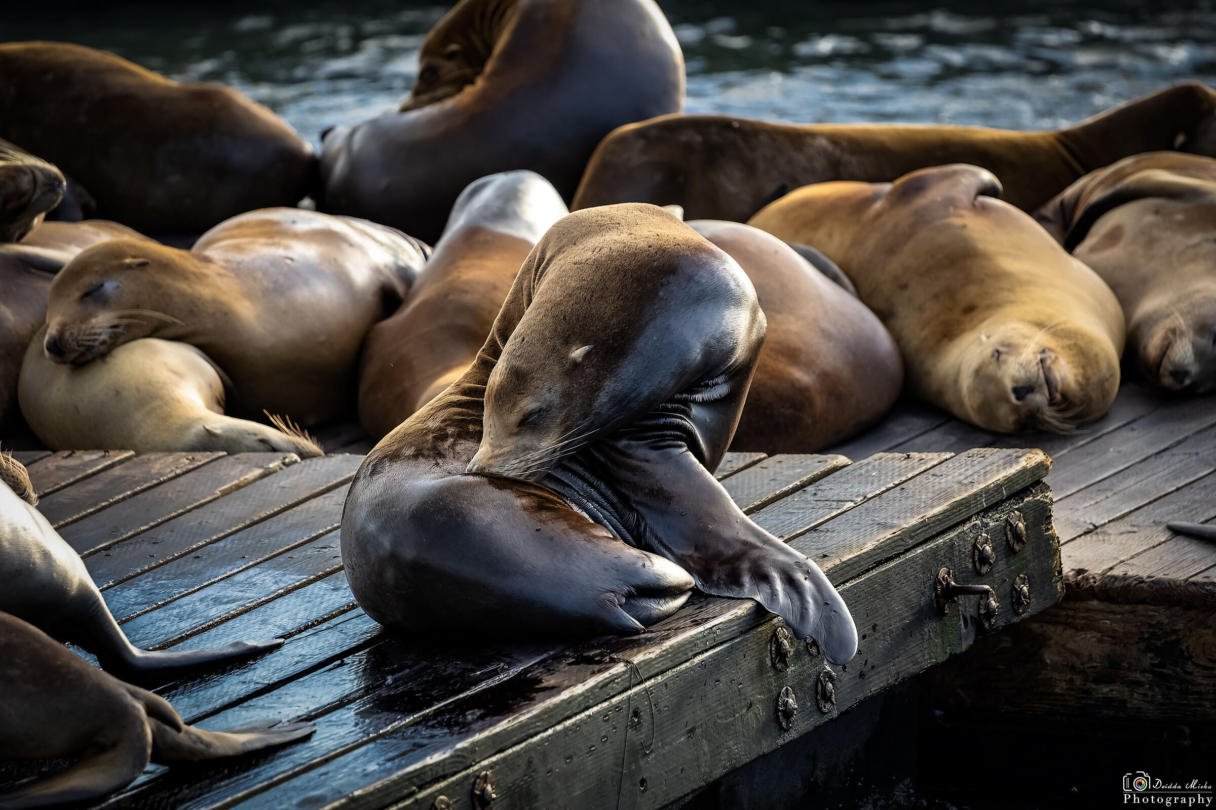 Sea Lions in Pier 39