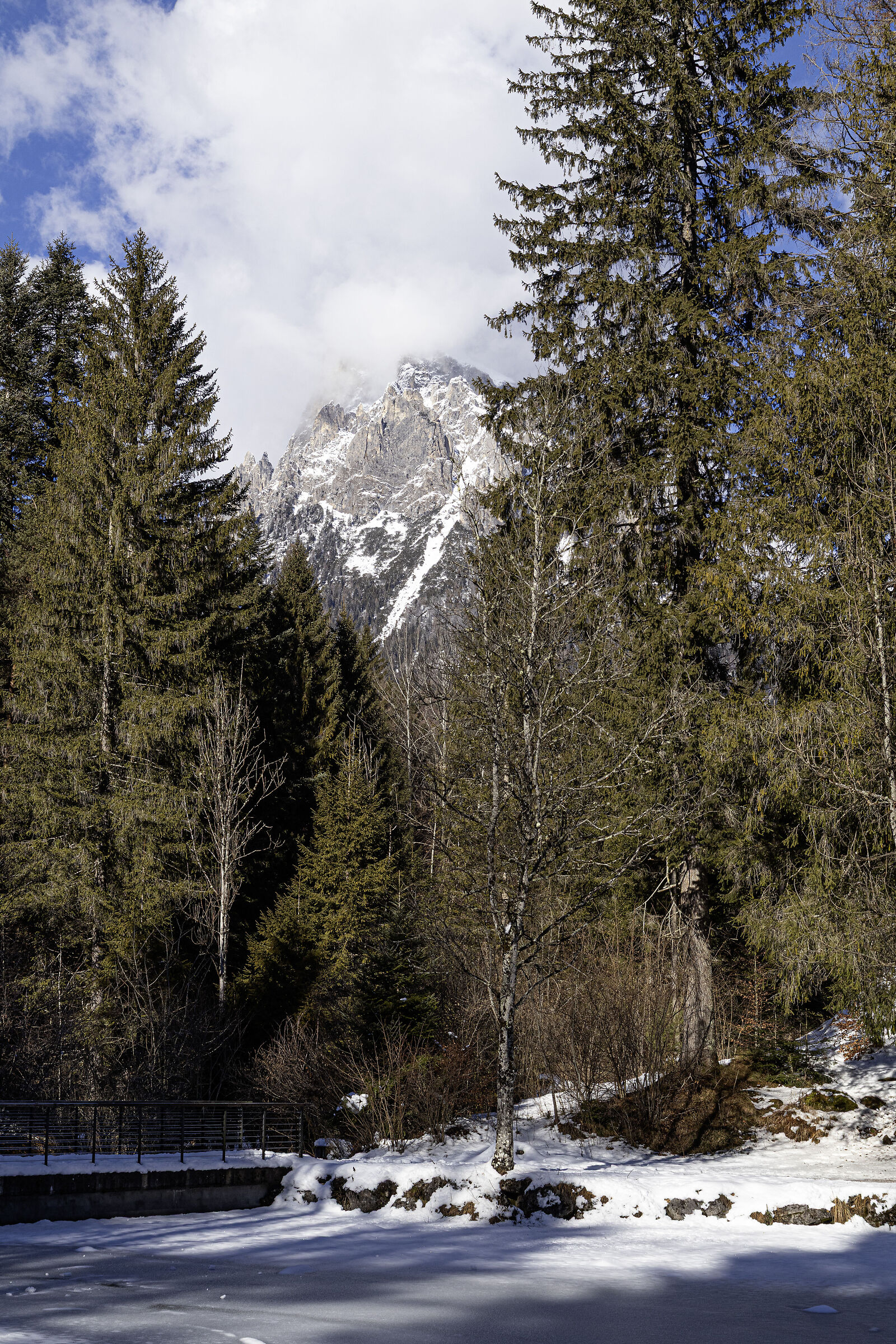 Pale di San Martino nascoste tra gli alberi