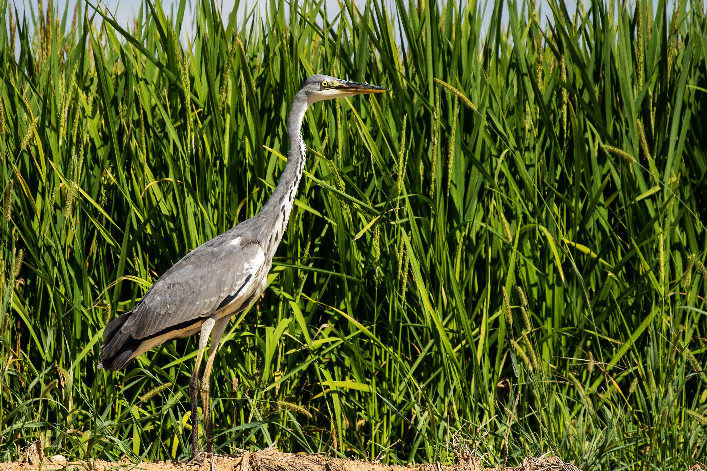 Grey Heron