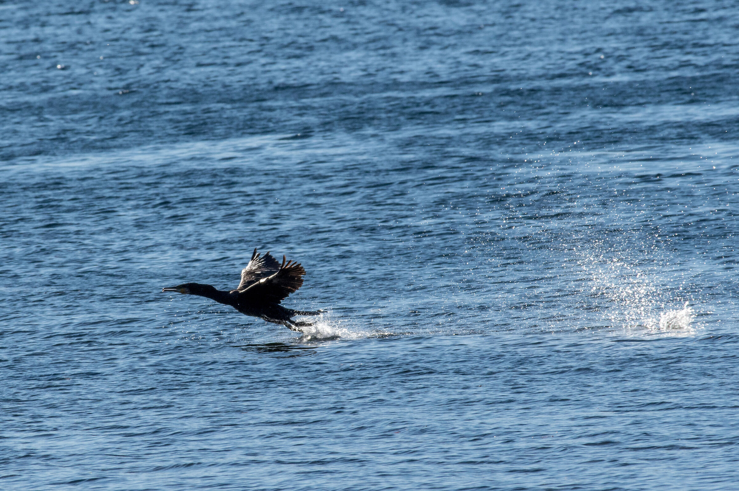 Cormorant Lake Viverone