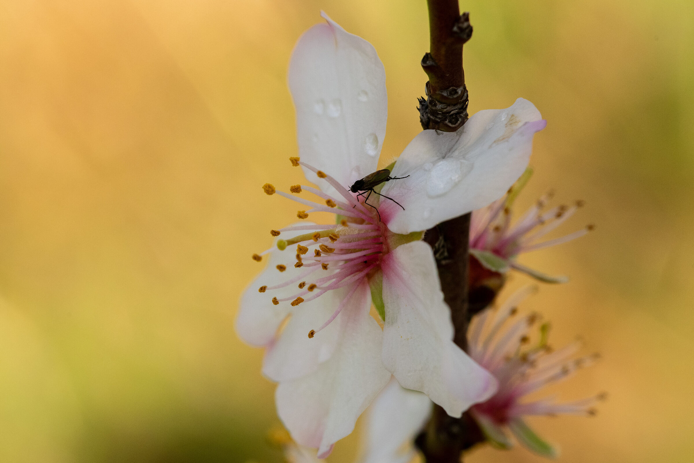 Fiore di mandorlo
