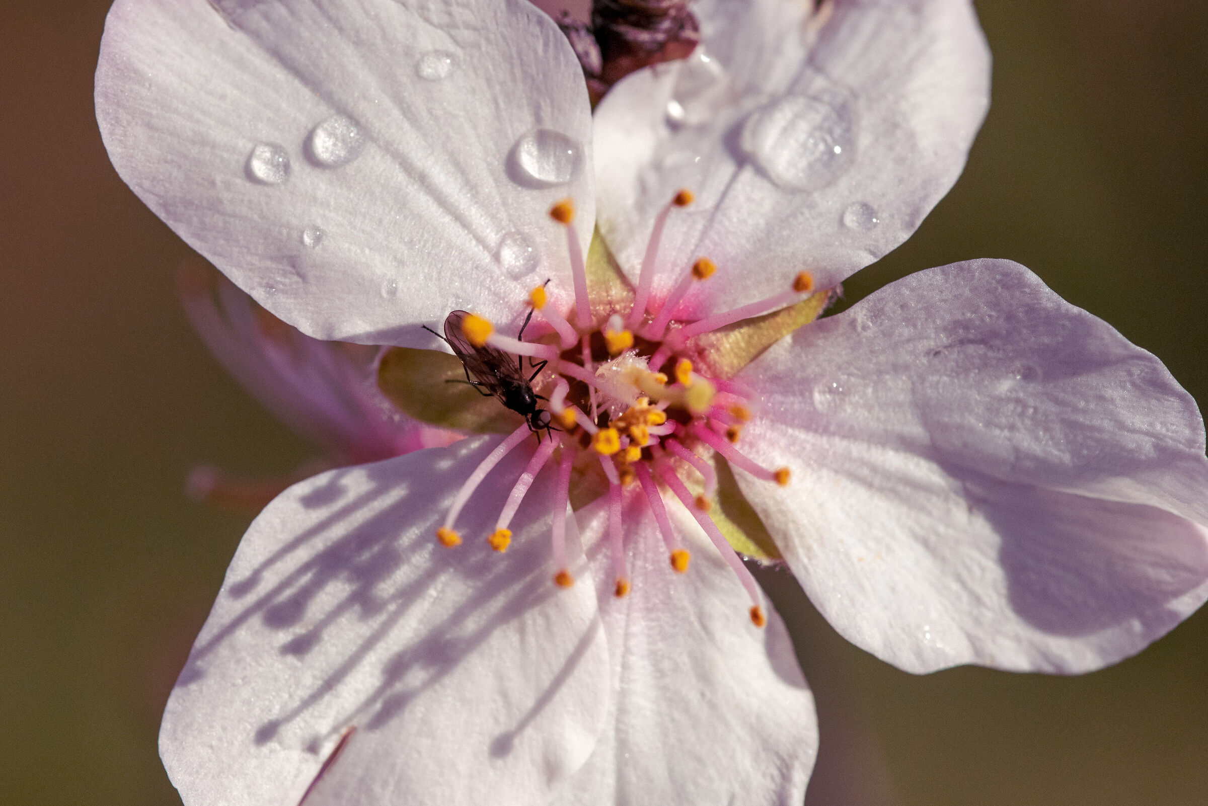 Fiore di mandorlo2