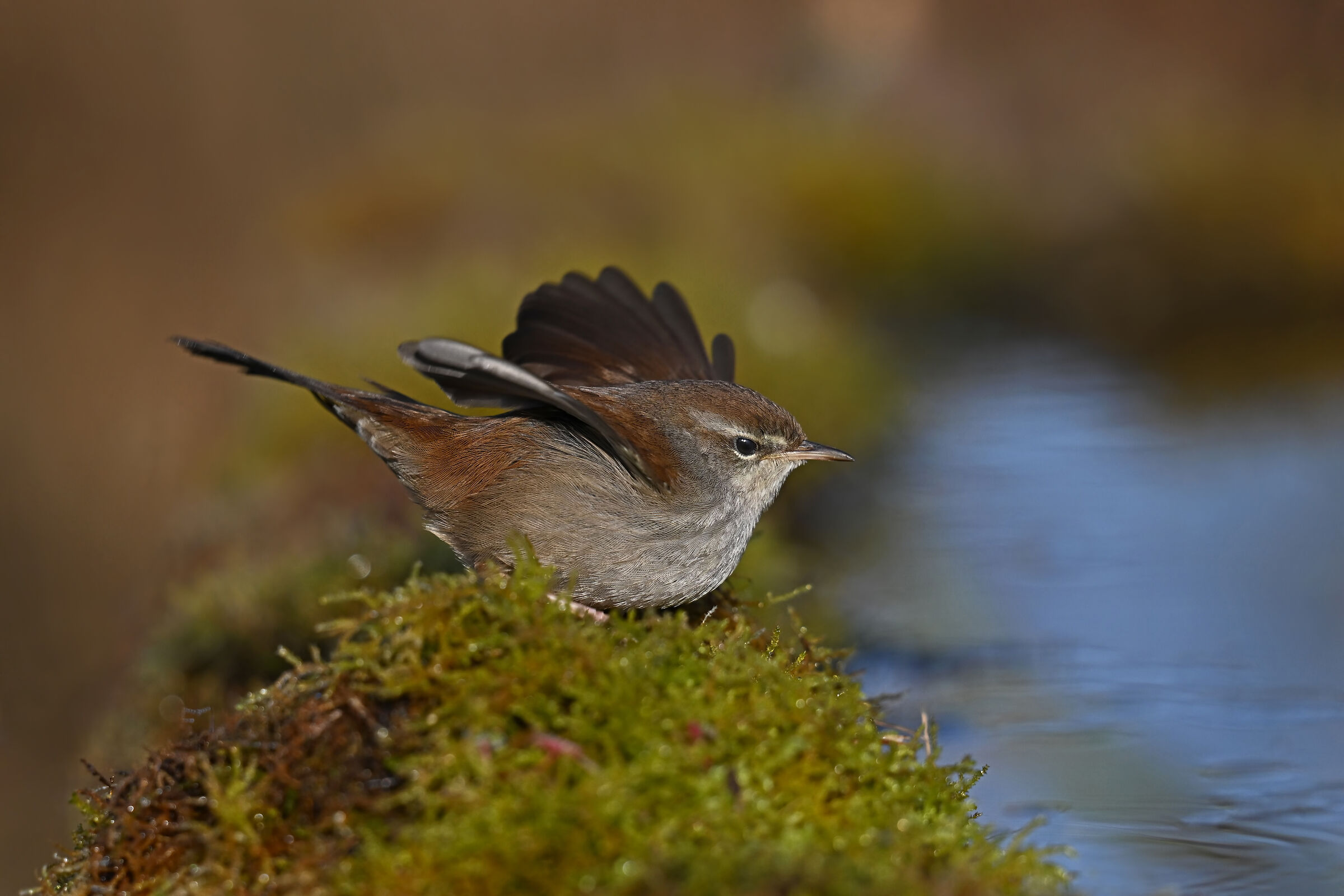 Feather Stories 7 (River Nightingale)