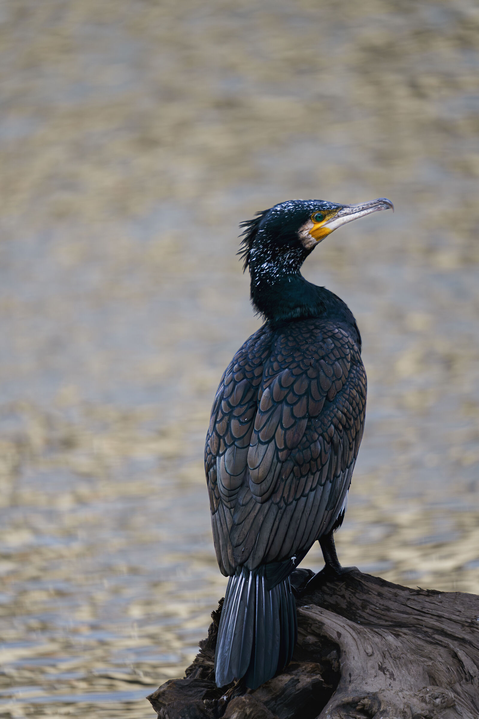 Cormorano