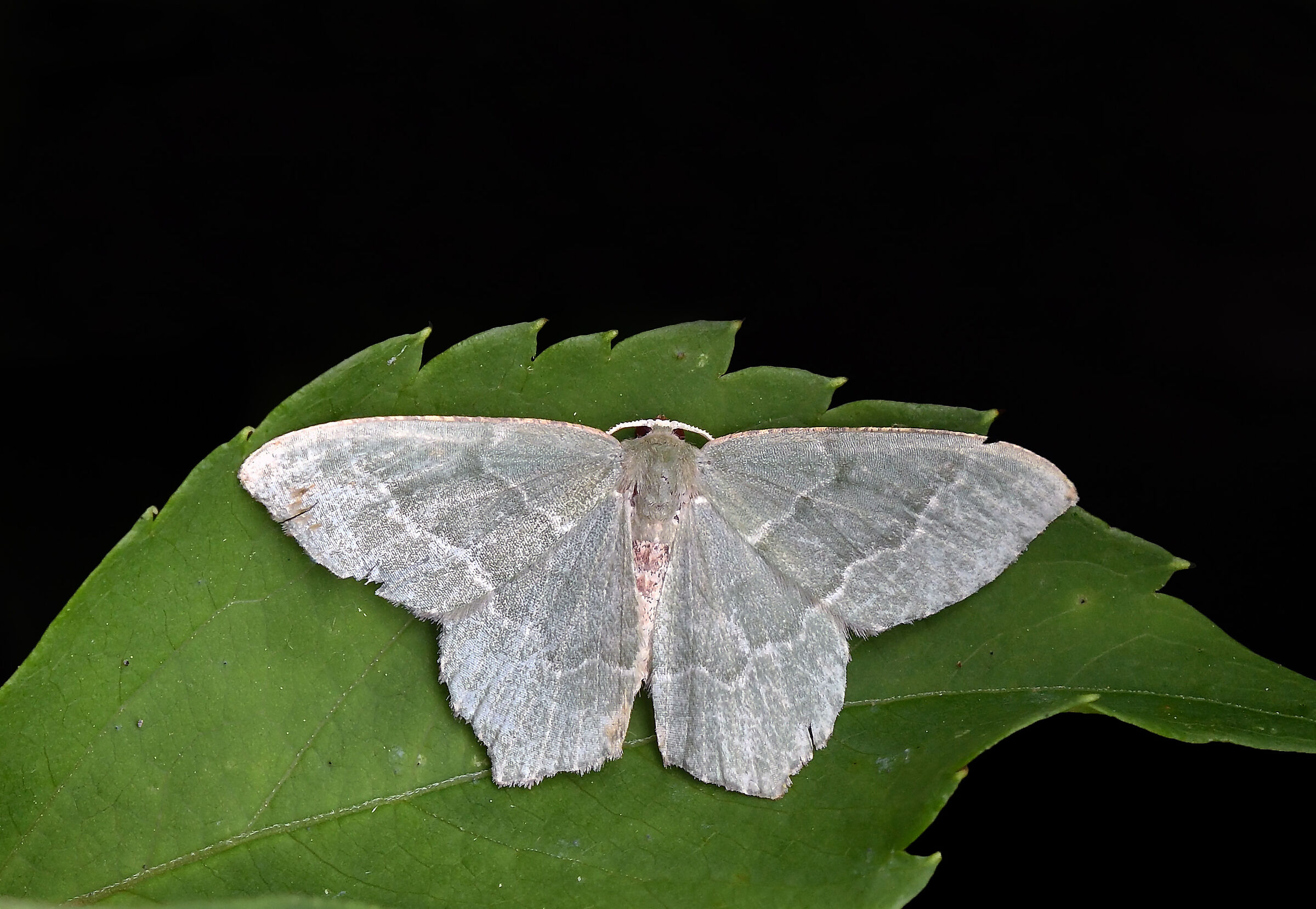 Hemithea aestivaria