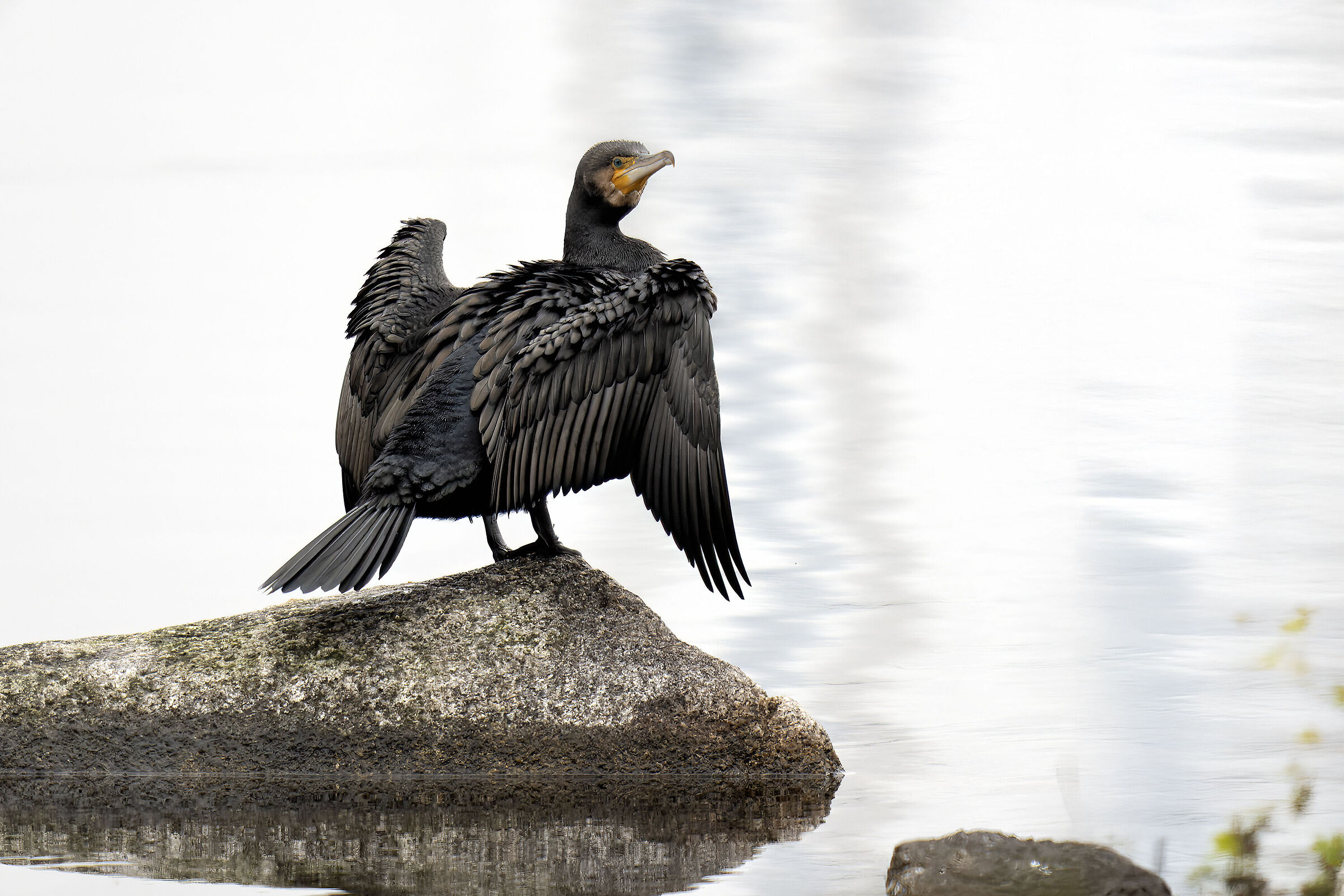 Le ali del cormorano