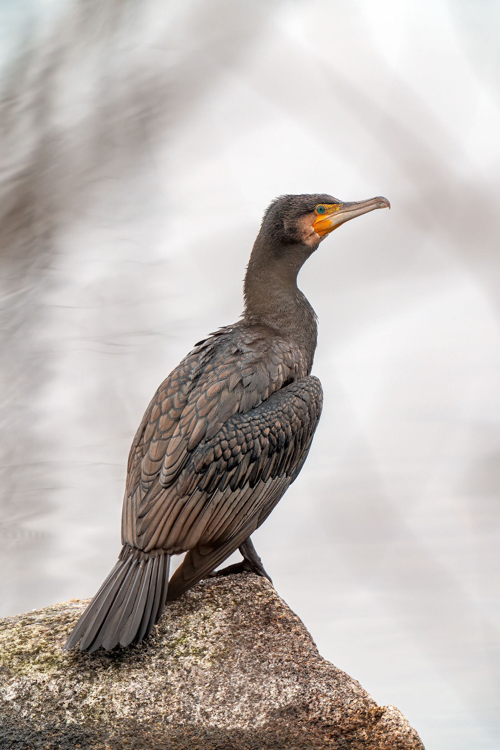 Cormorano sul lago Maggiore