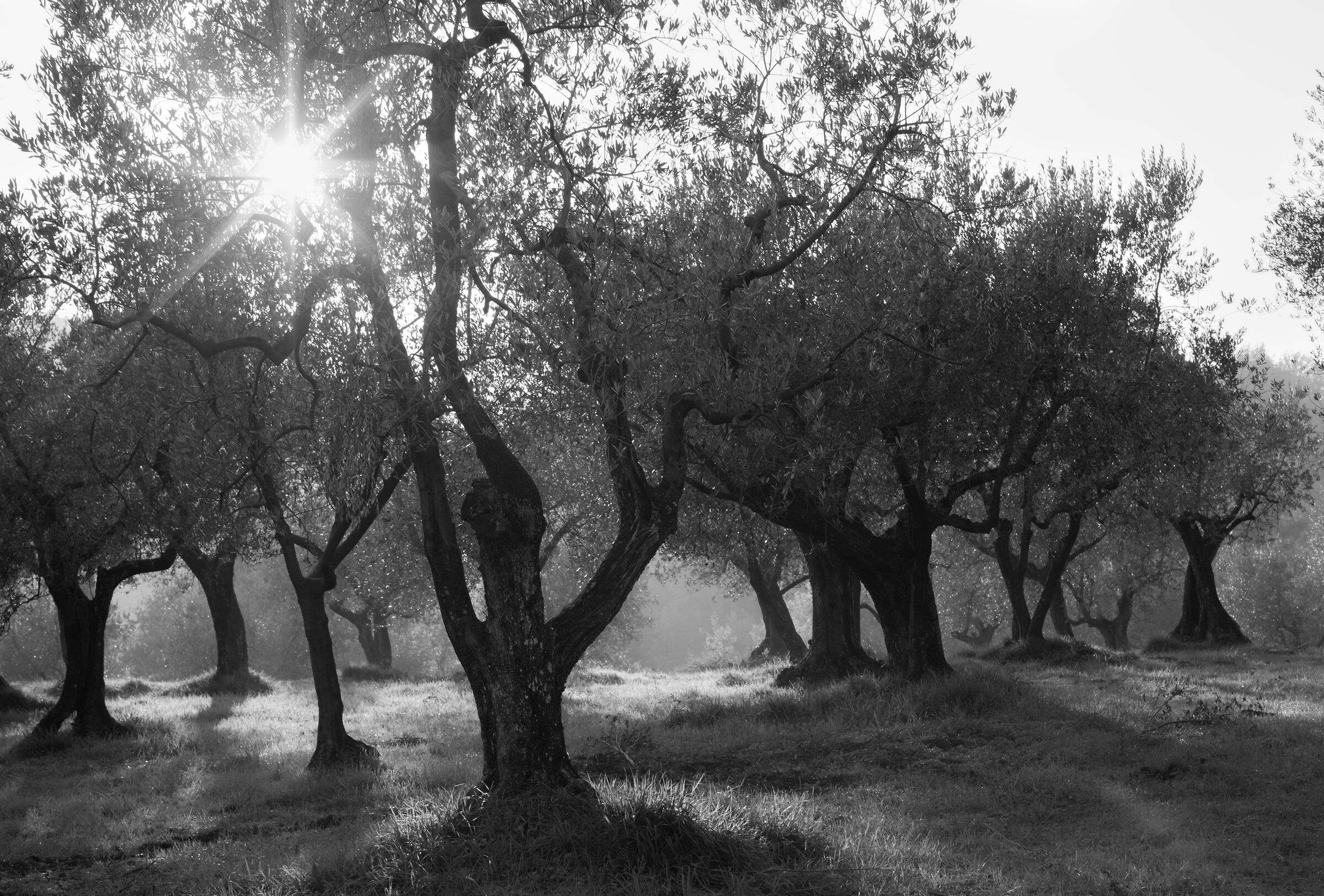 The olive grove