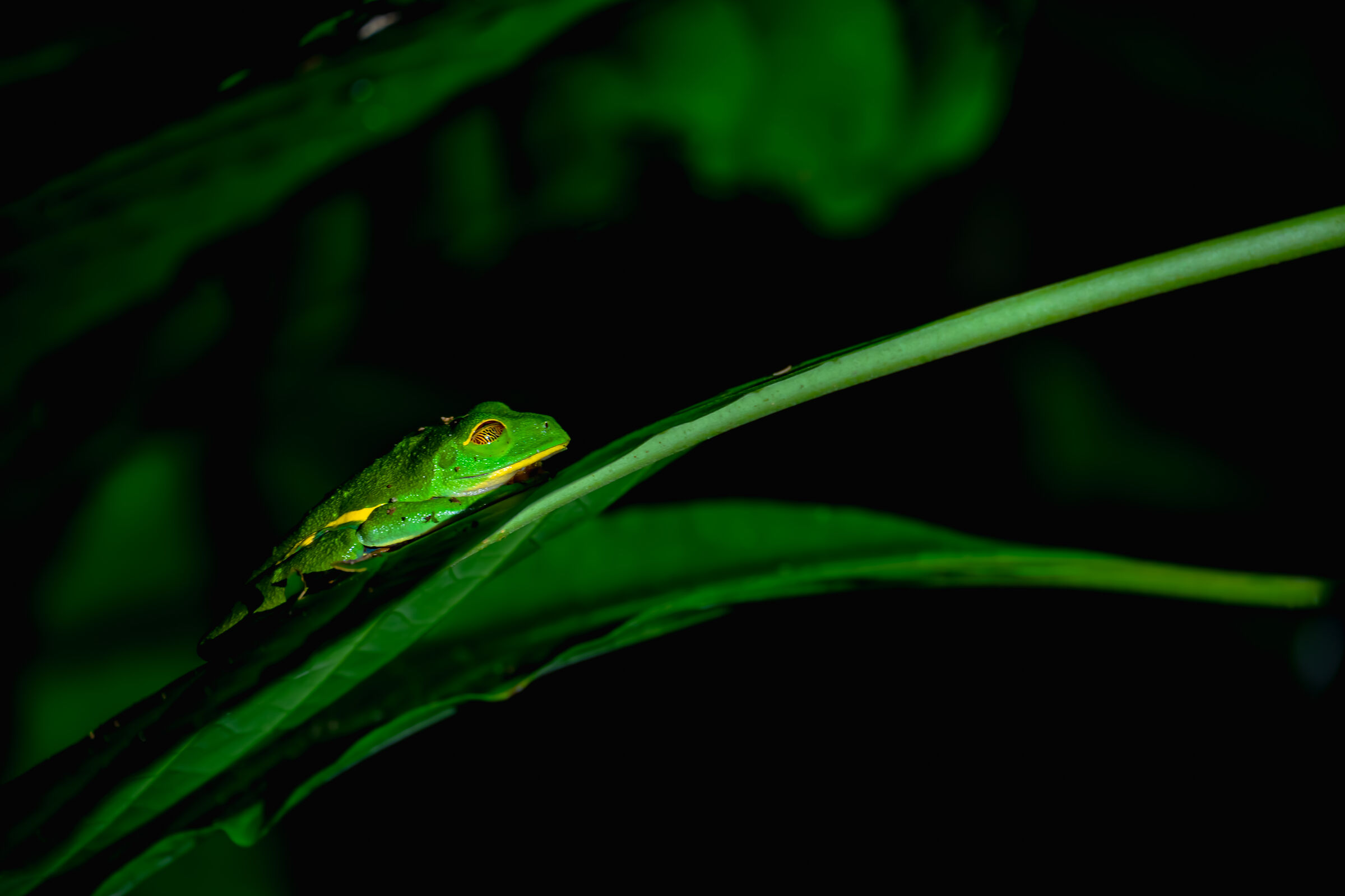 Red-eyed frog