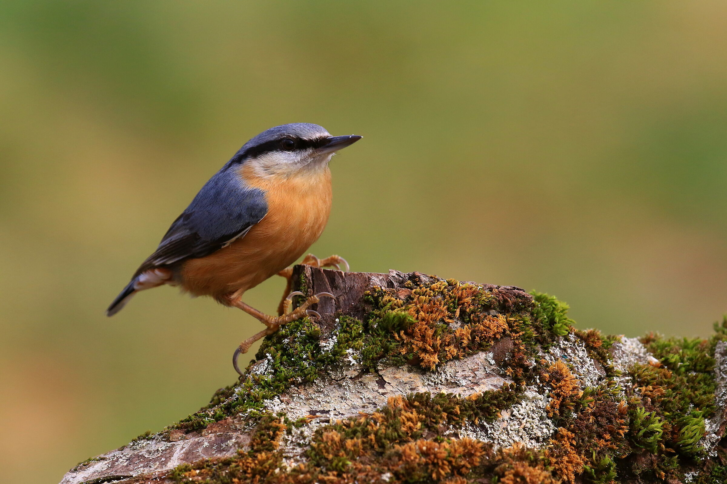 Nuthatch