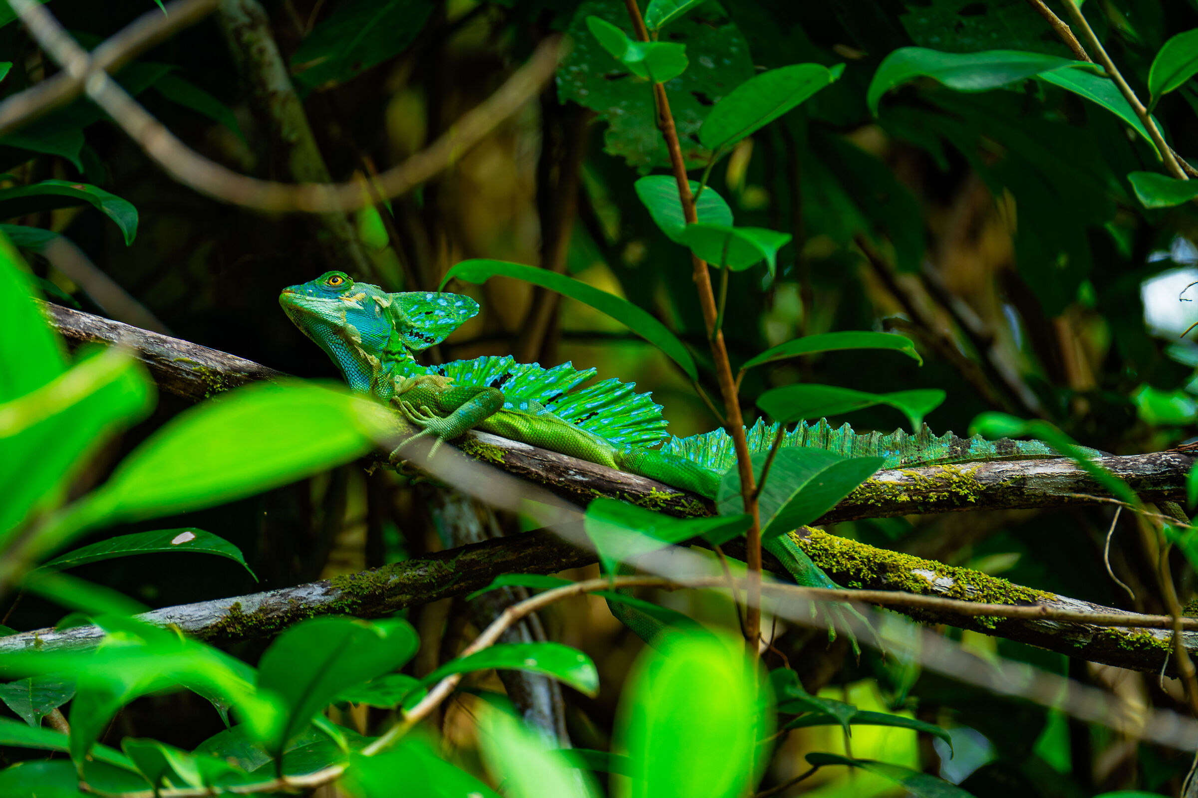 Emerald silence