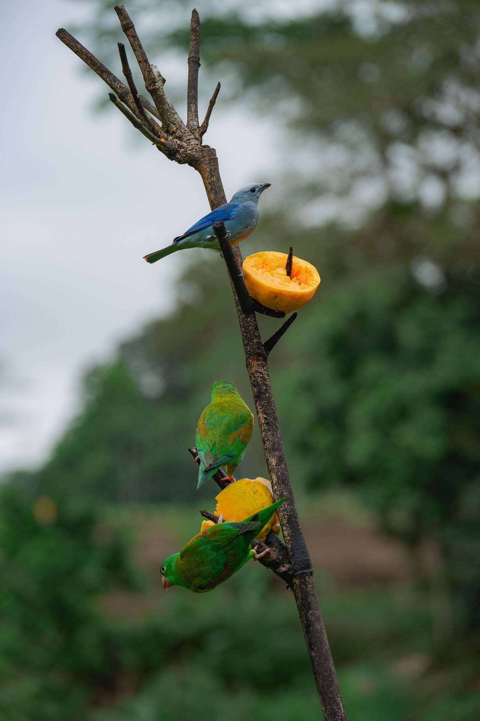 Breakfast with the local birdlife