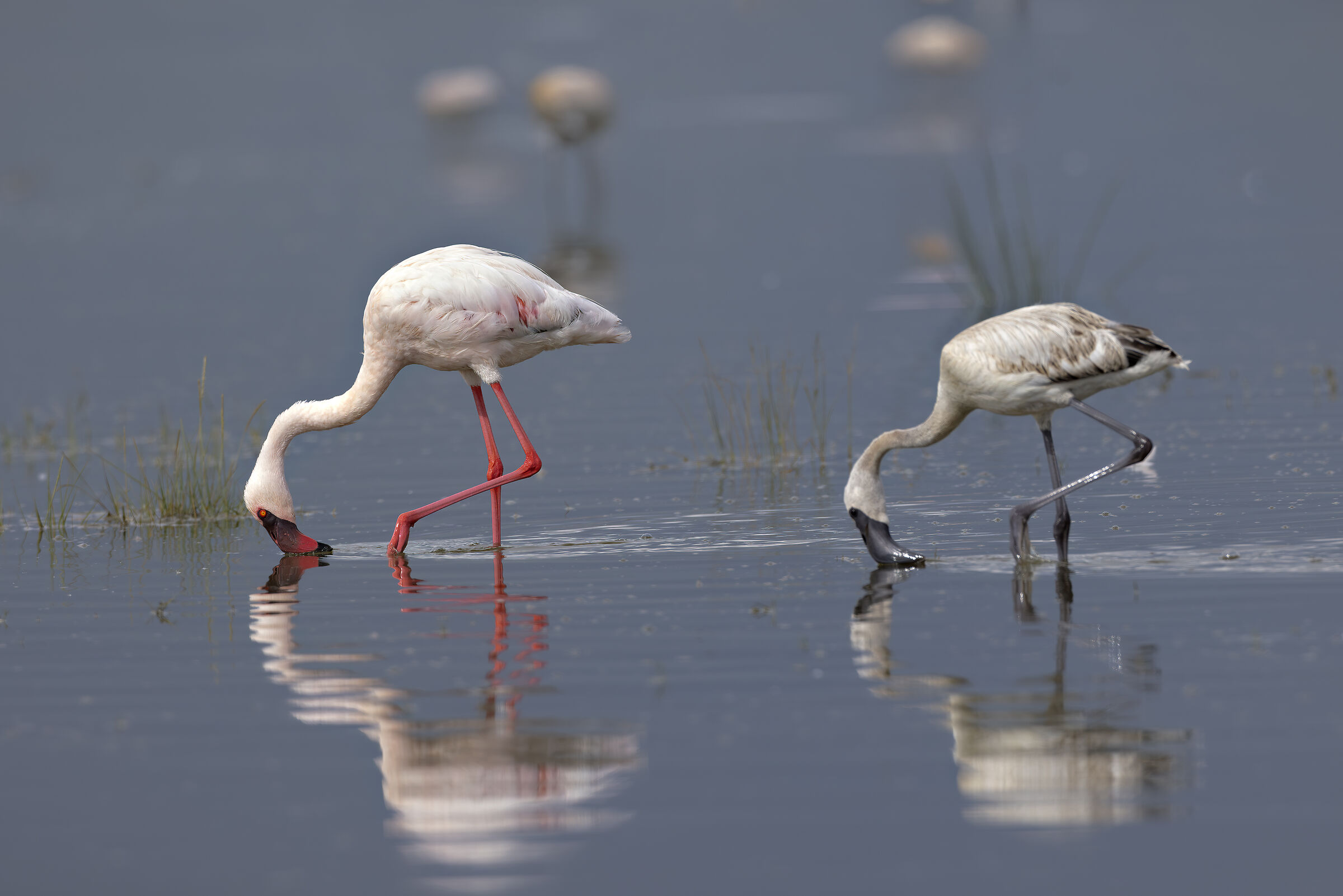 Lesser flamingo
