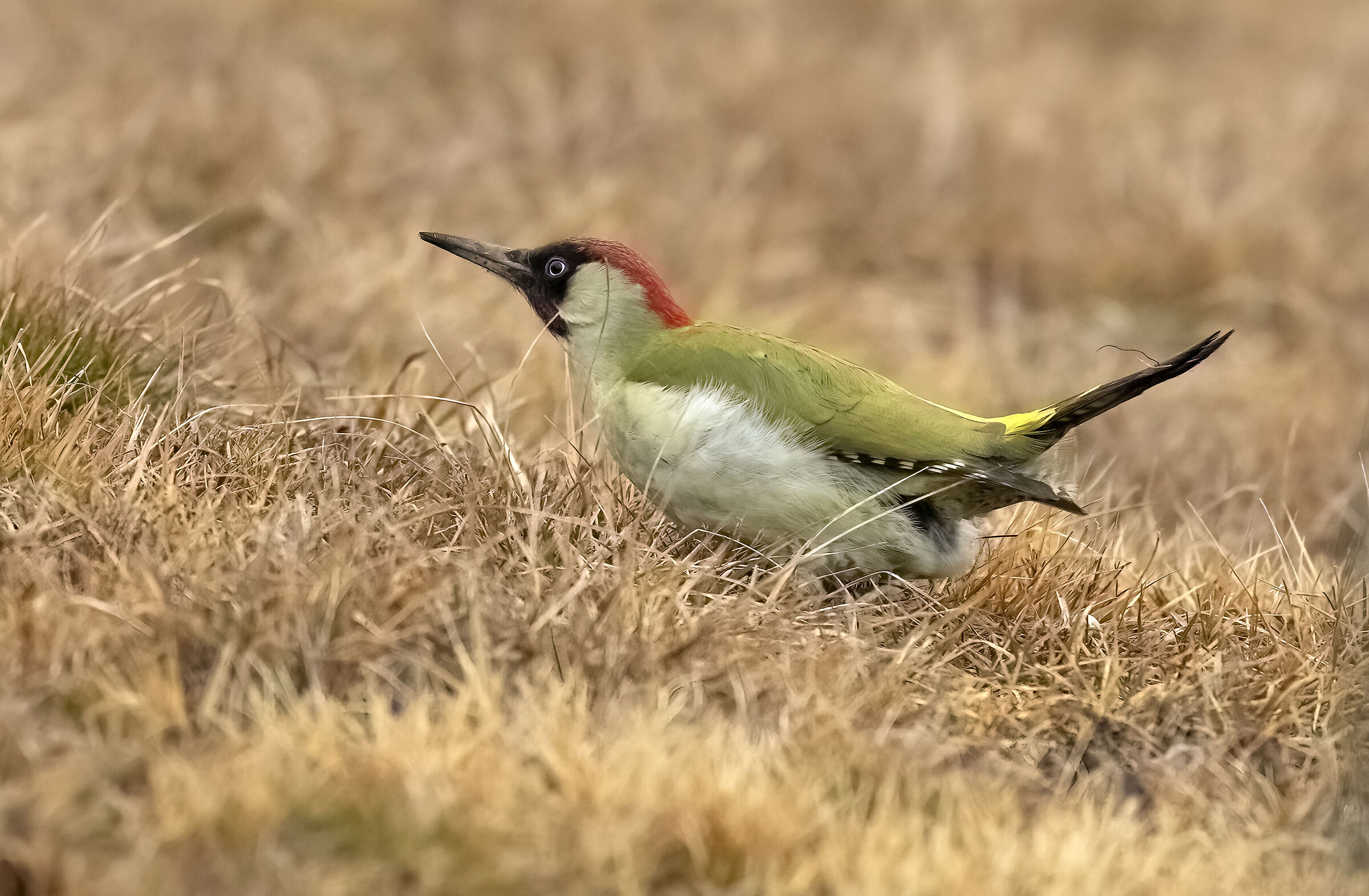 Picchio verde a spasso nel prato