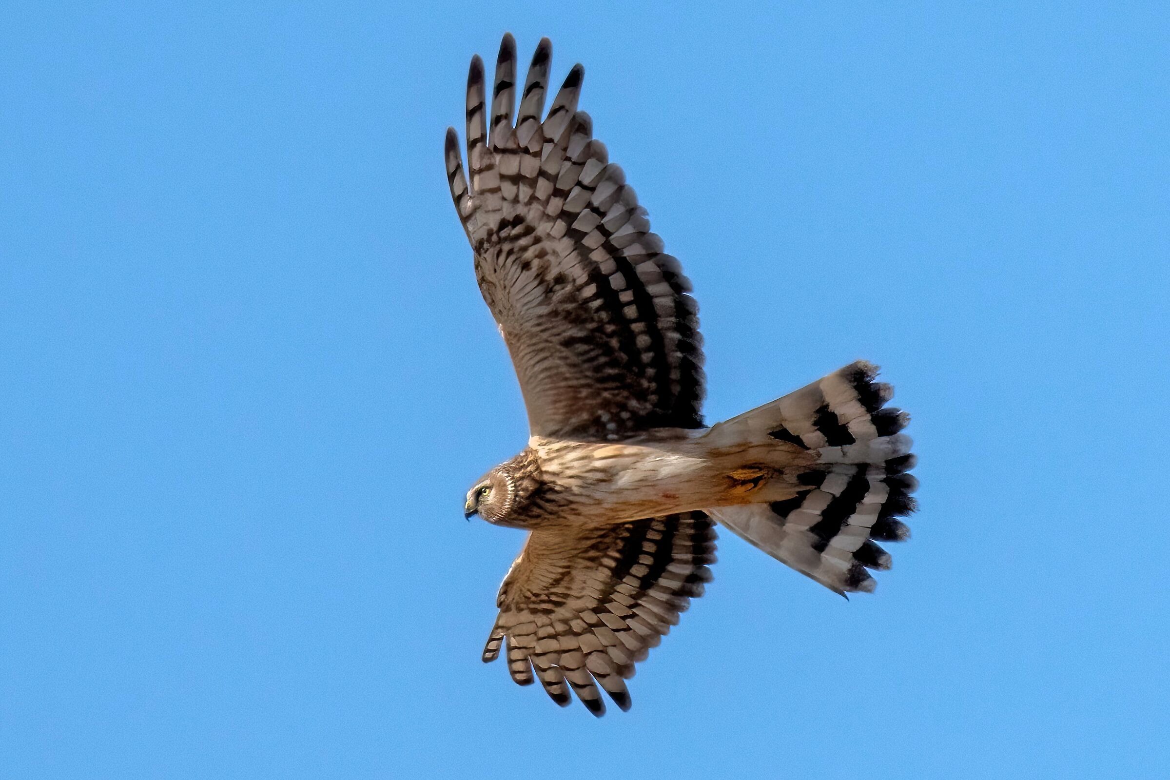 Hen Harrier (Circus cyaneus) (femm)
