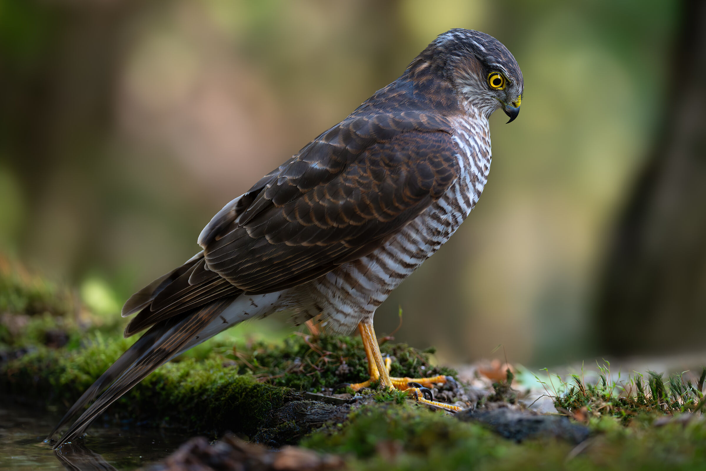 Sparviere pensieroso