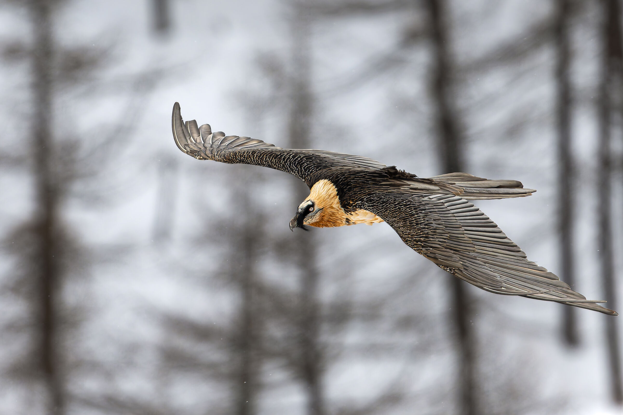 Gypaetus Barbatus - Gran Paradiso National Park
